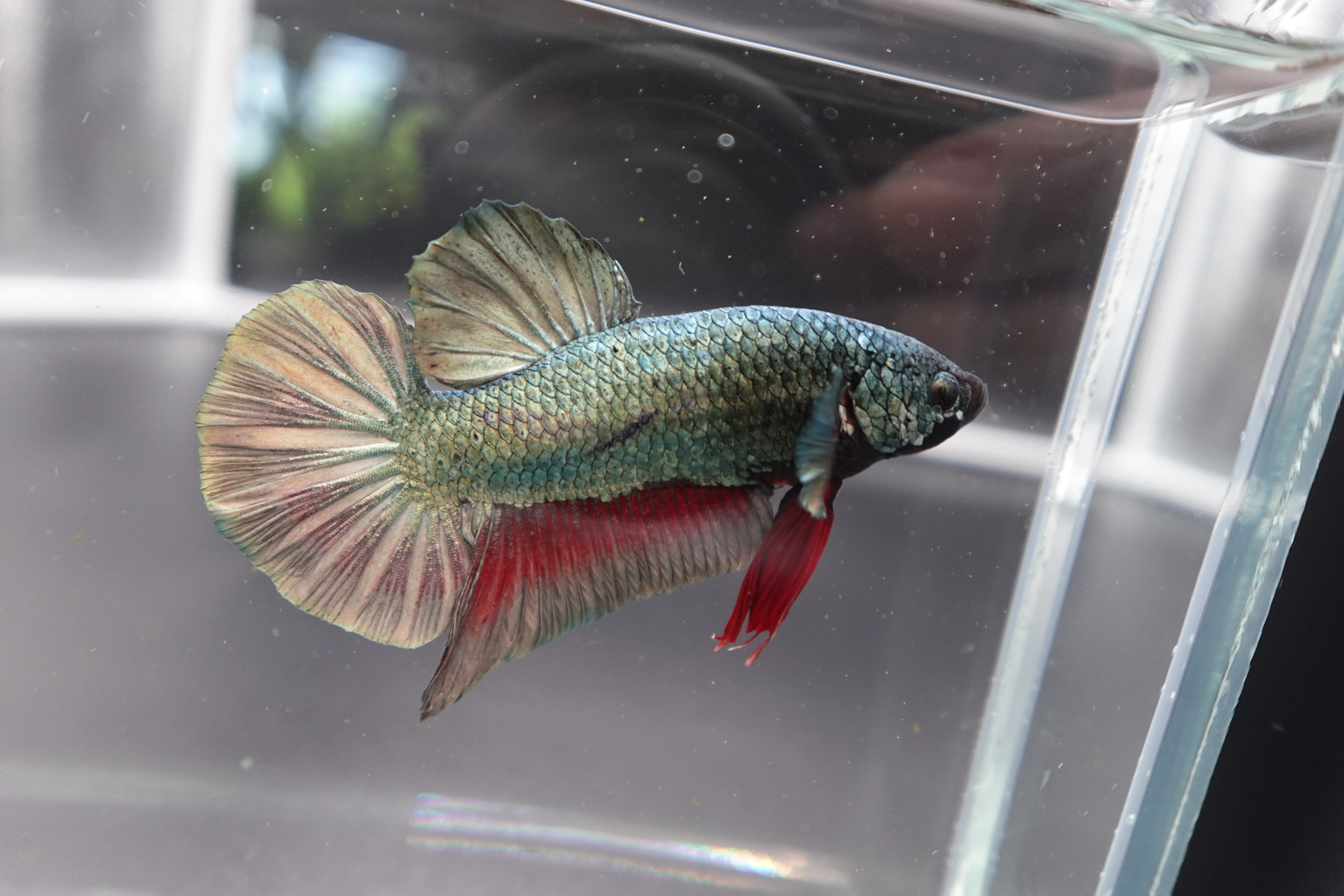 Rare Giant Multicolors Betta Fish (Male) - Image 3