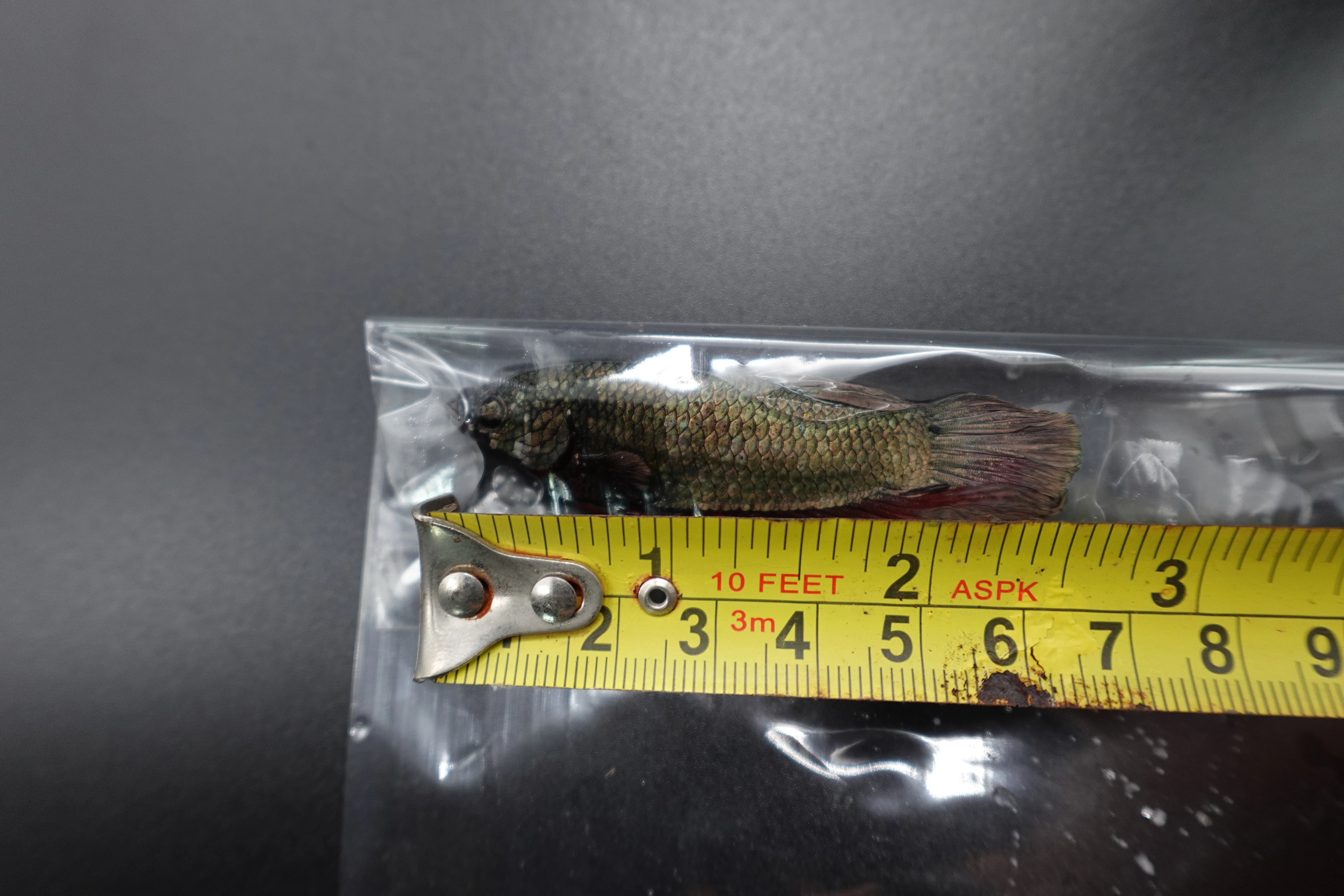 Rare Giant Multicolors Betta Fish (Male) - Image 4