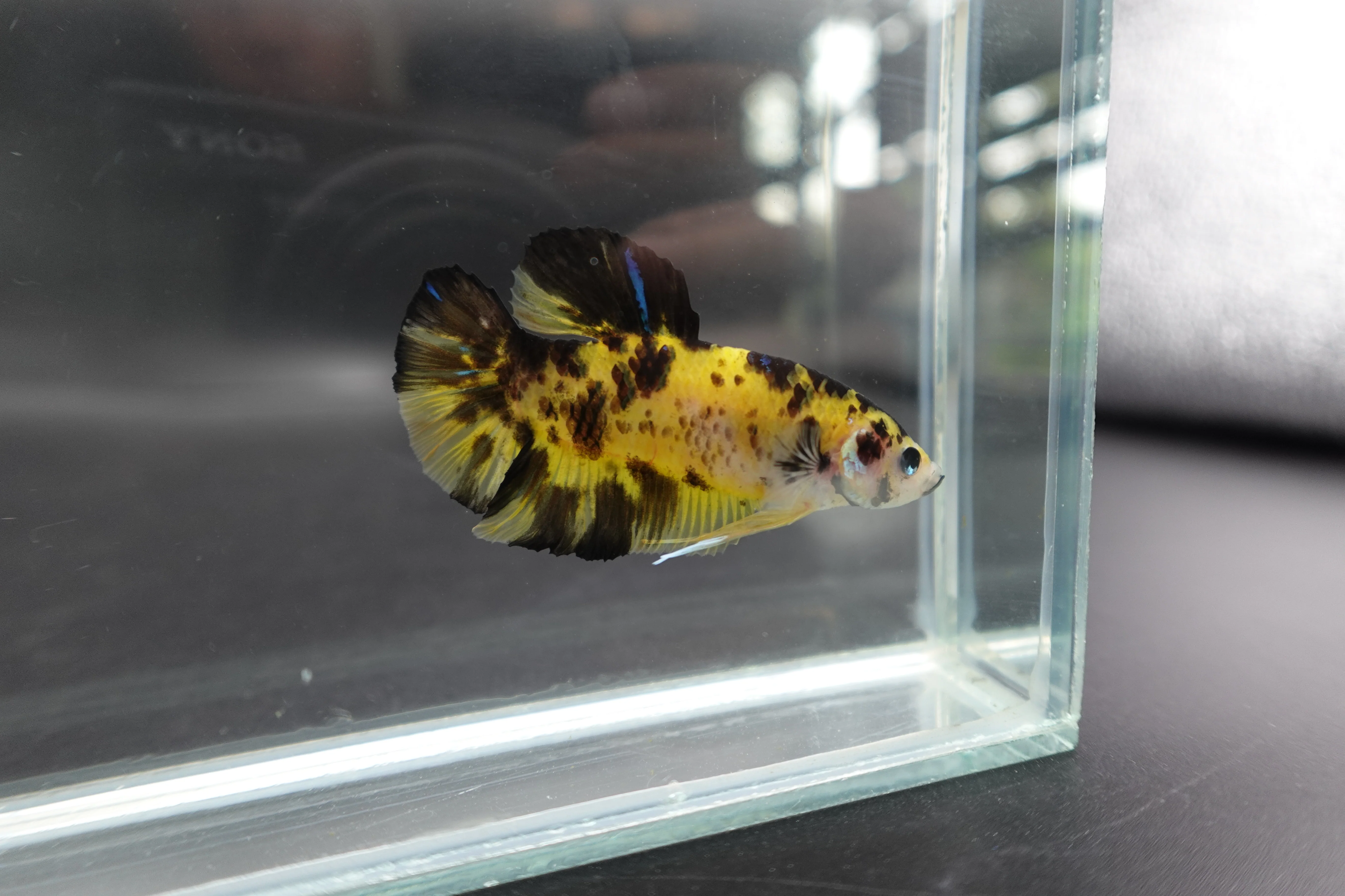Rare Giant Multicolors Betta Fish (Male) - Image 2