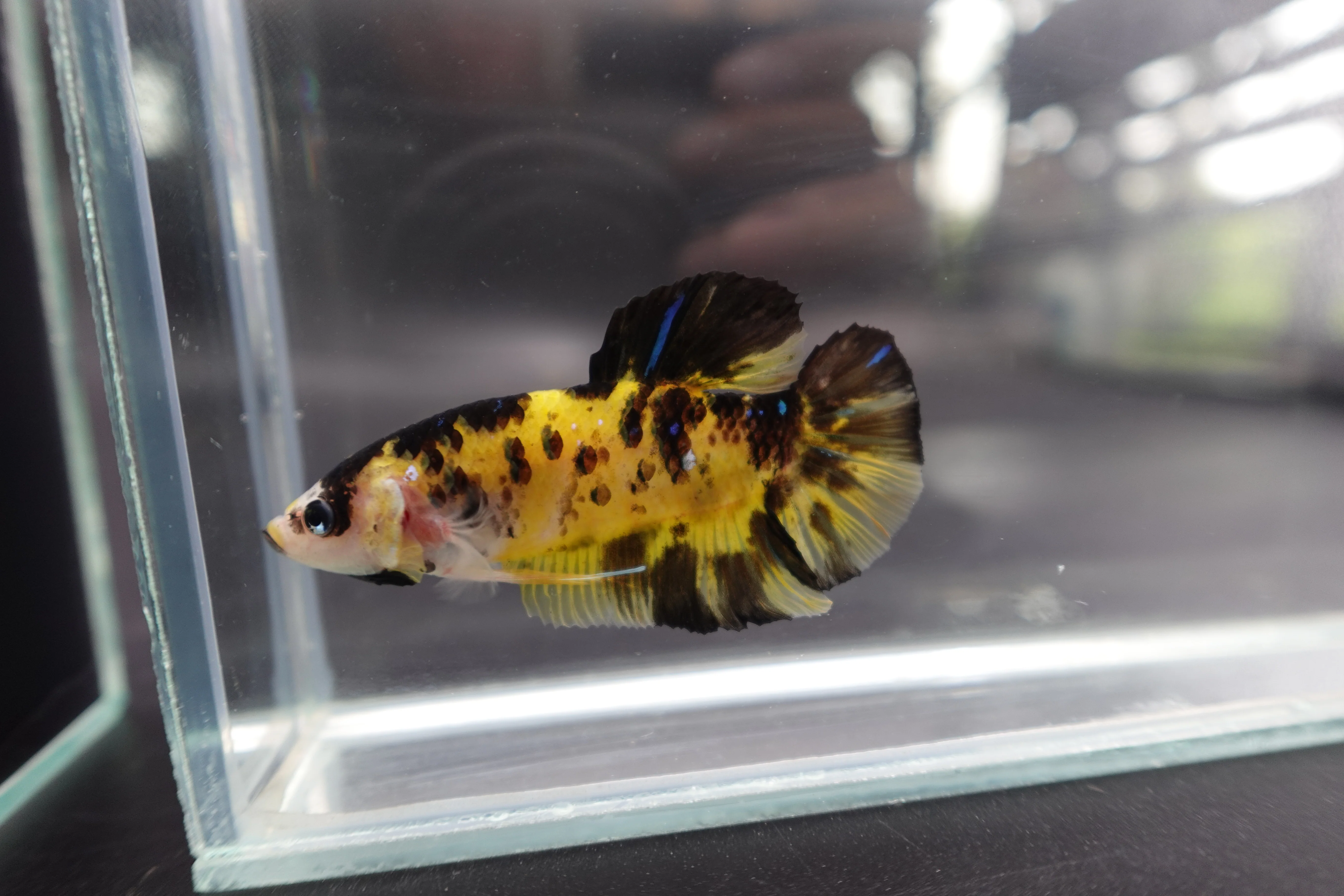 Rare Giant Multicolors Betta Fish (Male) - Image 3