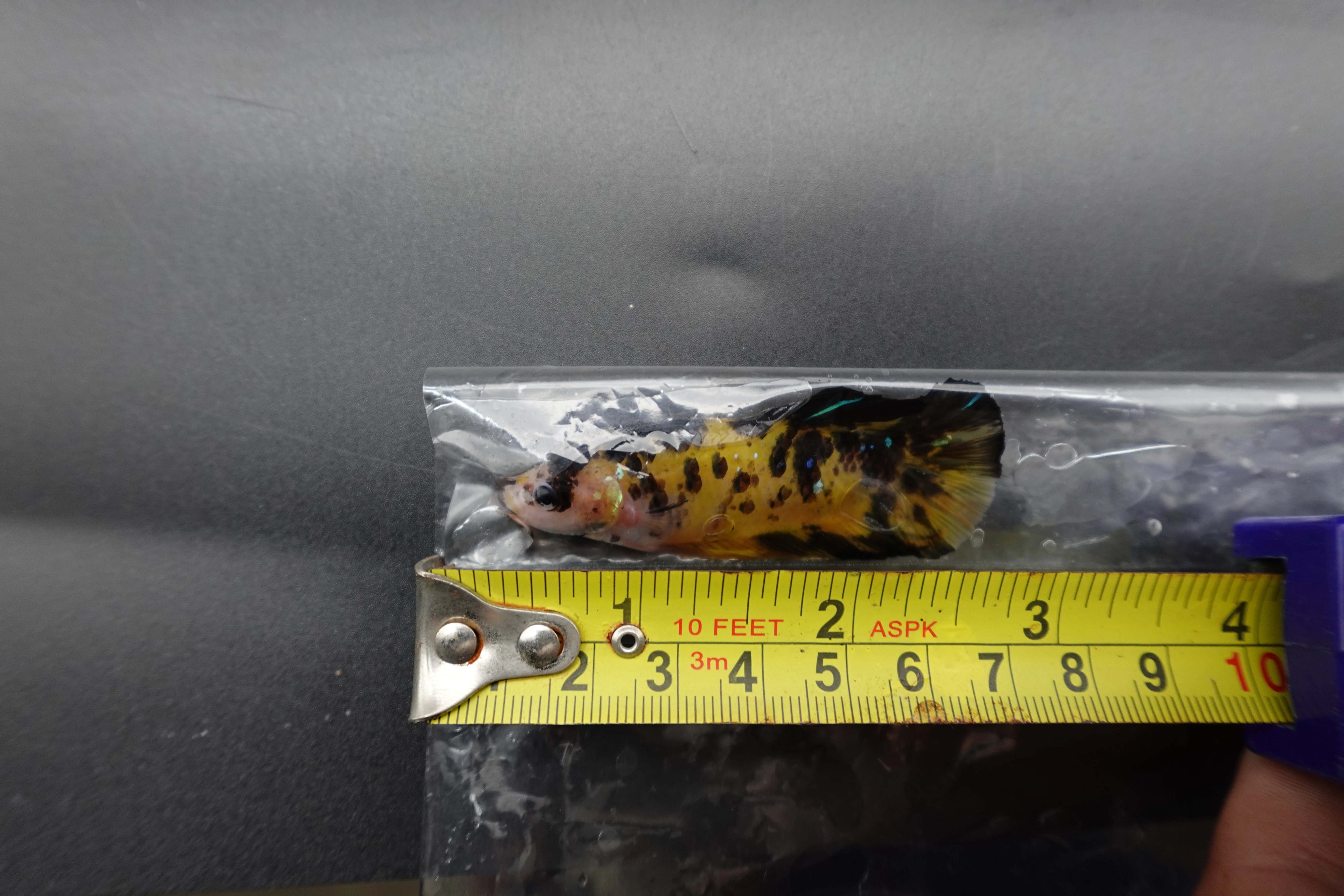 Rare Giant Multicolors Betta Fish (Male) - Image 4