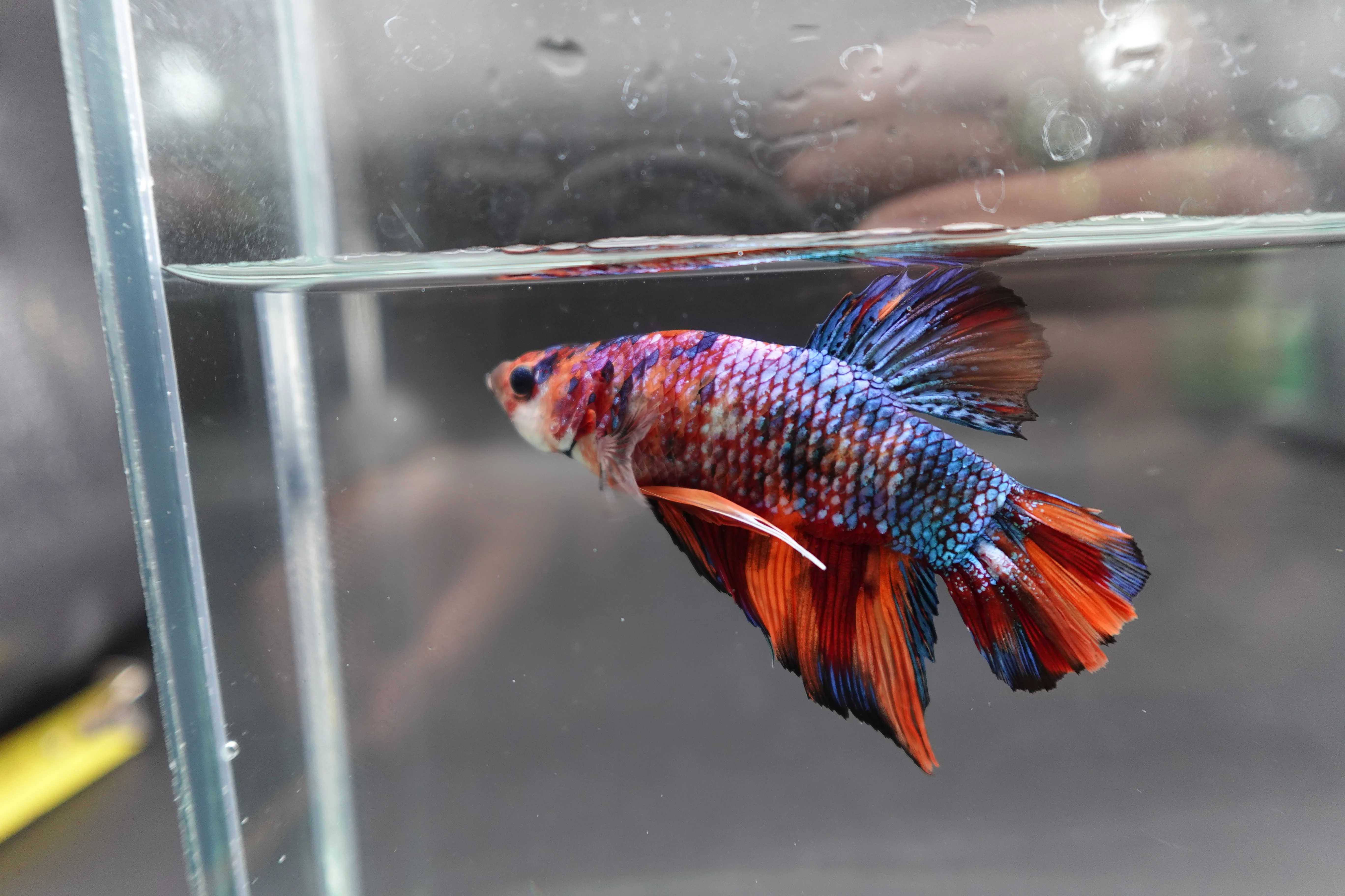 Rare Giant Multicolors Betta Fish (Male) - Image 3
