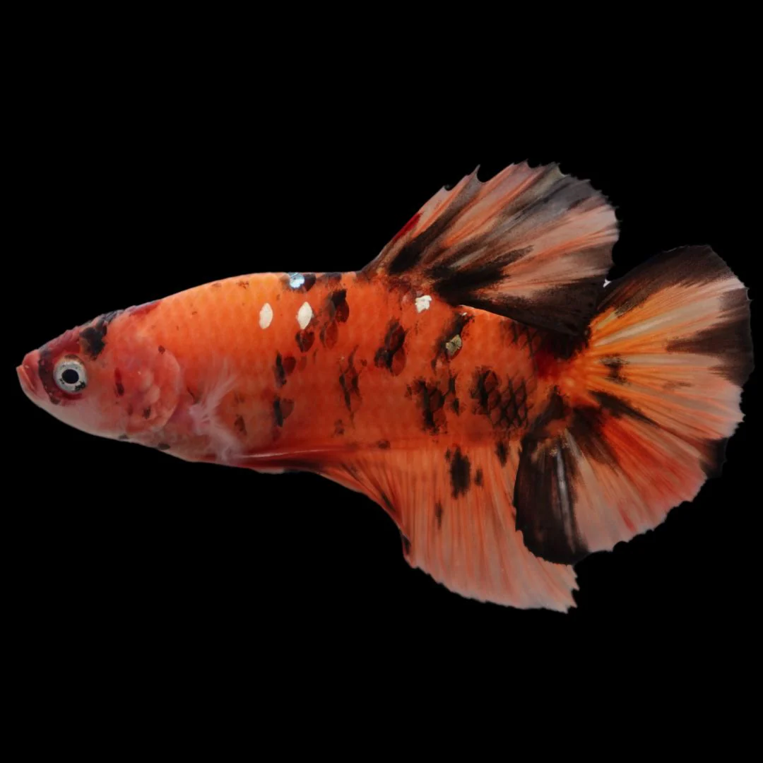 Rare Giant Multicolors Betta Fish (Male)