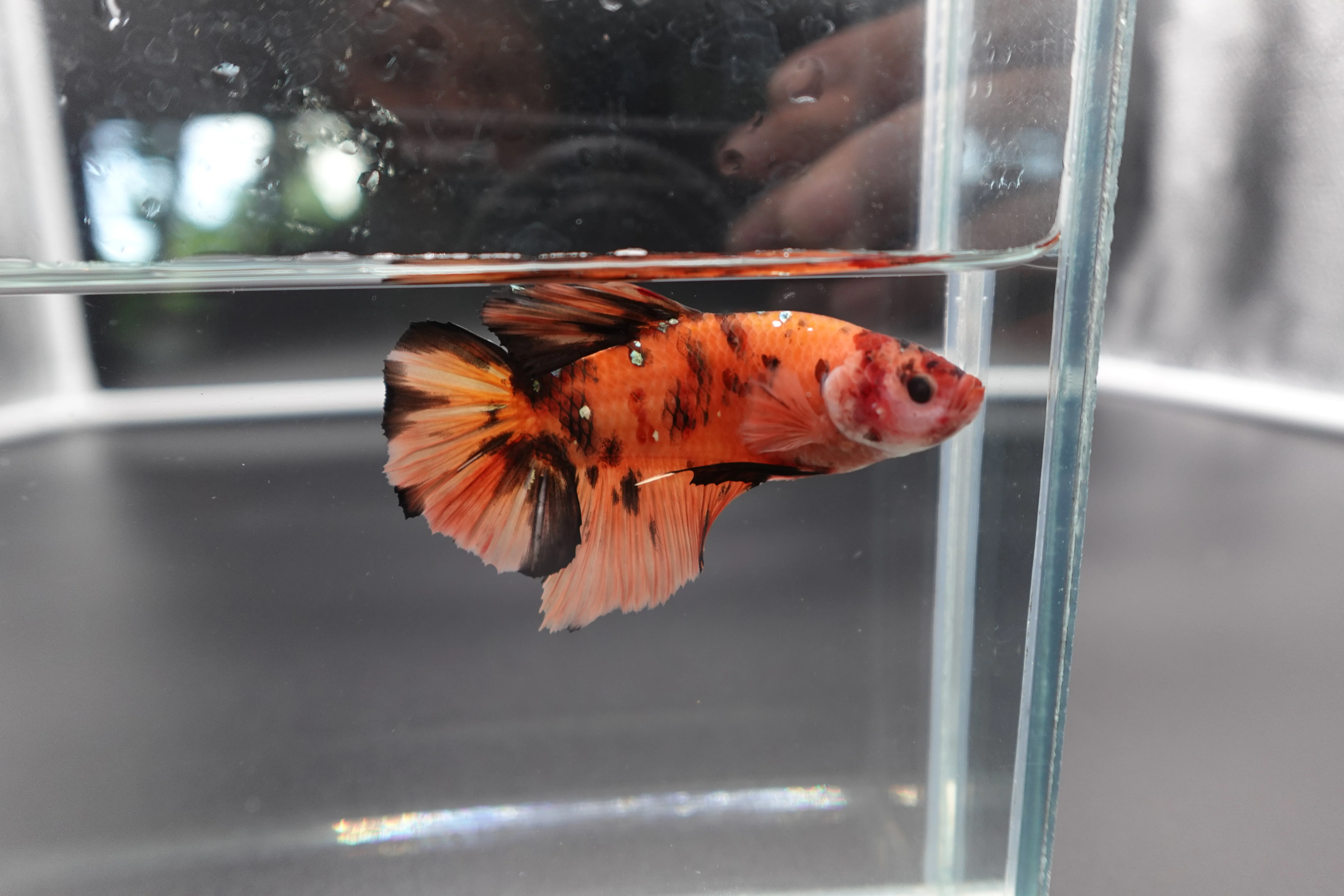 Rare Giant Multicolors Betta Fish (Male) - Image 2
