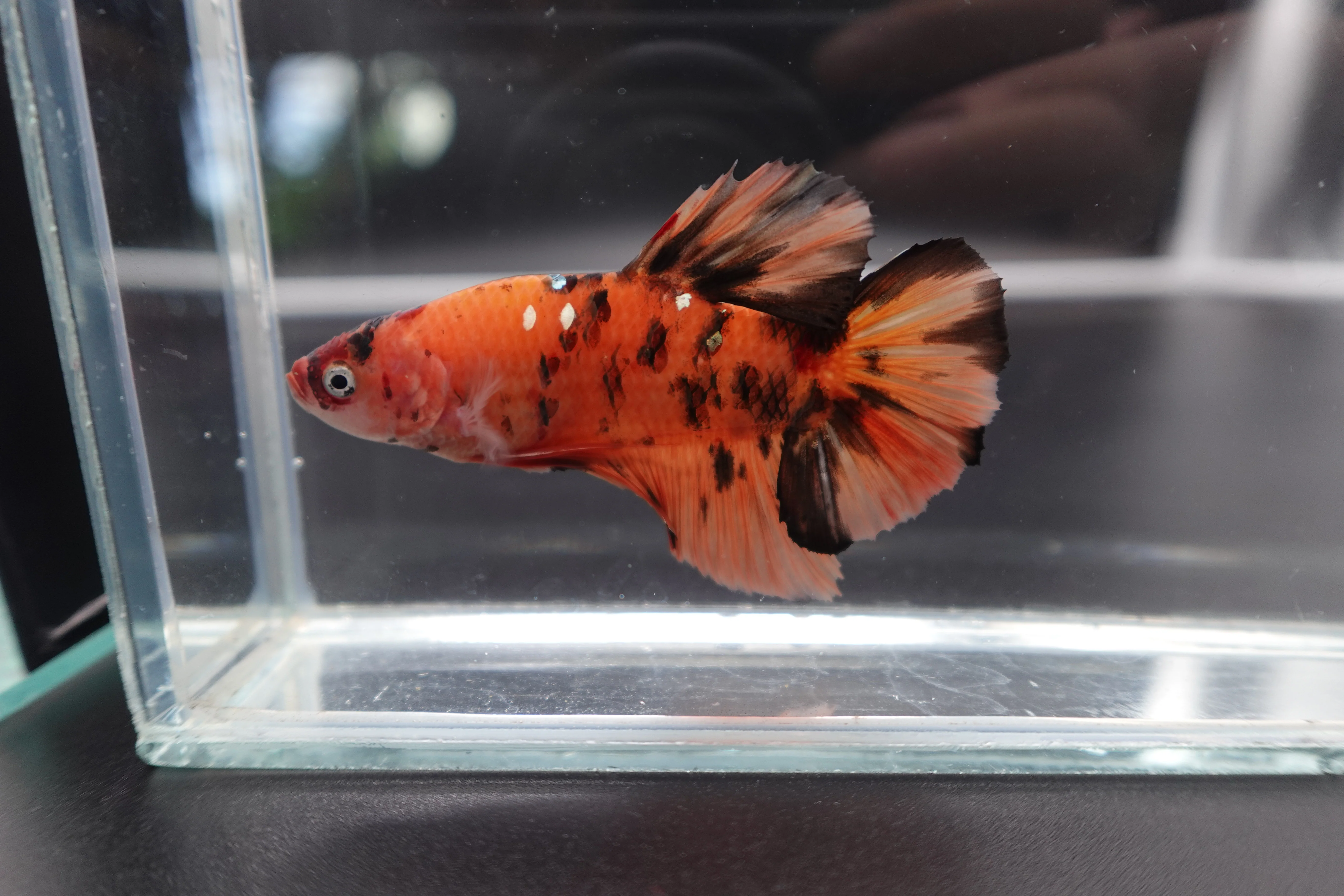 Rare Giant Multicolors Betta Fish (Male) - Image 3