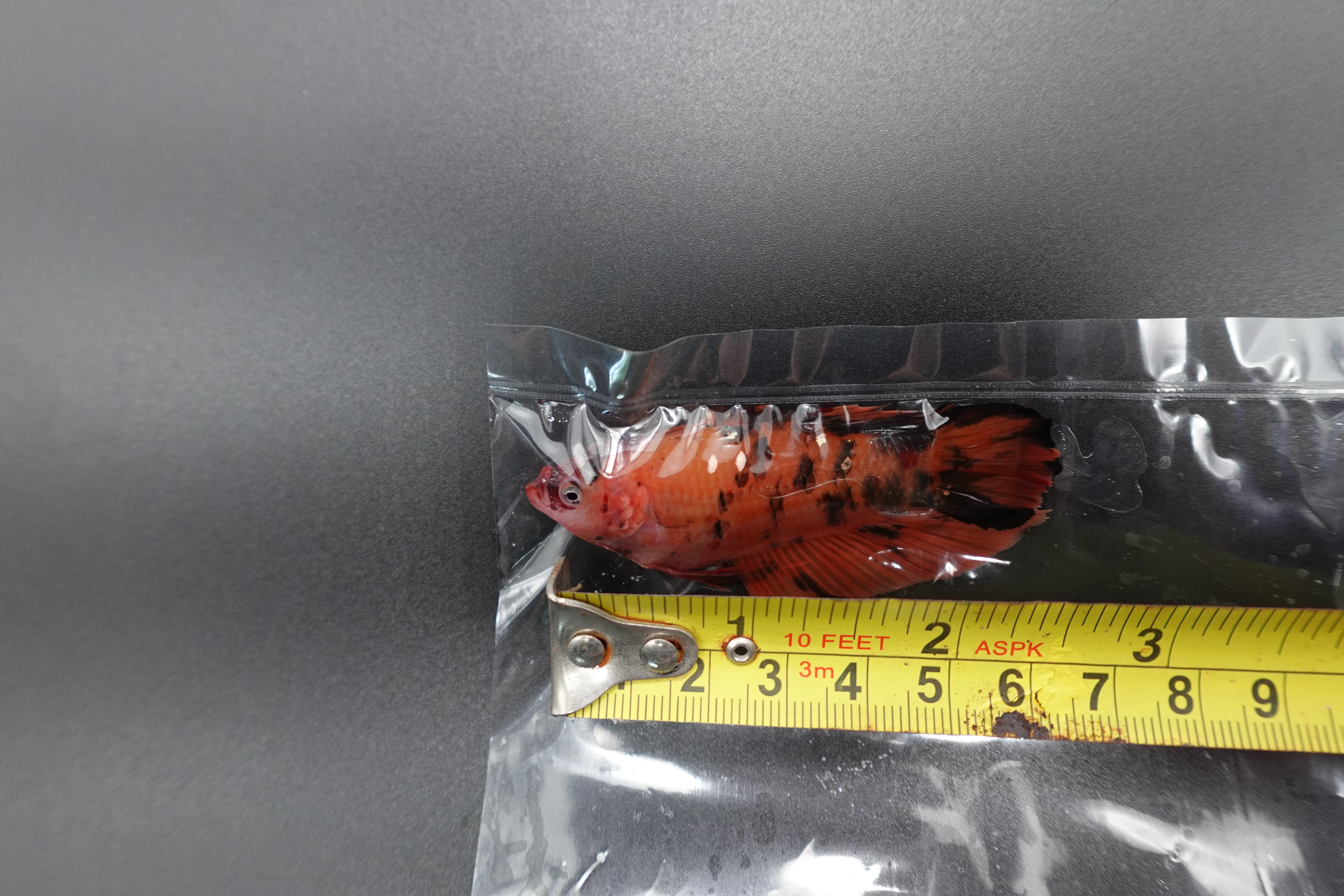 Rare Giant Multicolors Betta Fish (Male) - Image 4