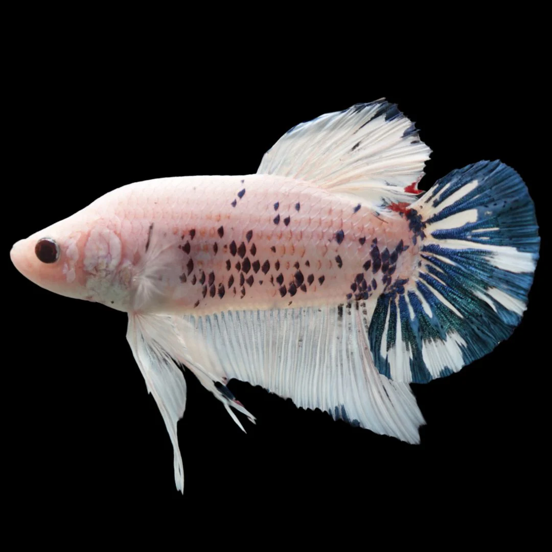 Rare Giant Multicolors Betta Fish (Male)