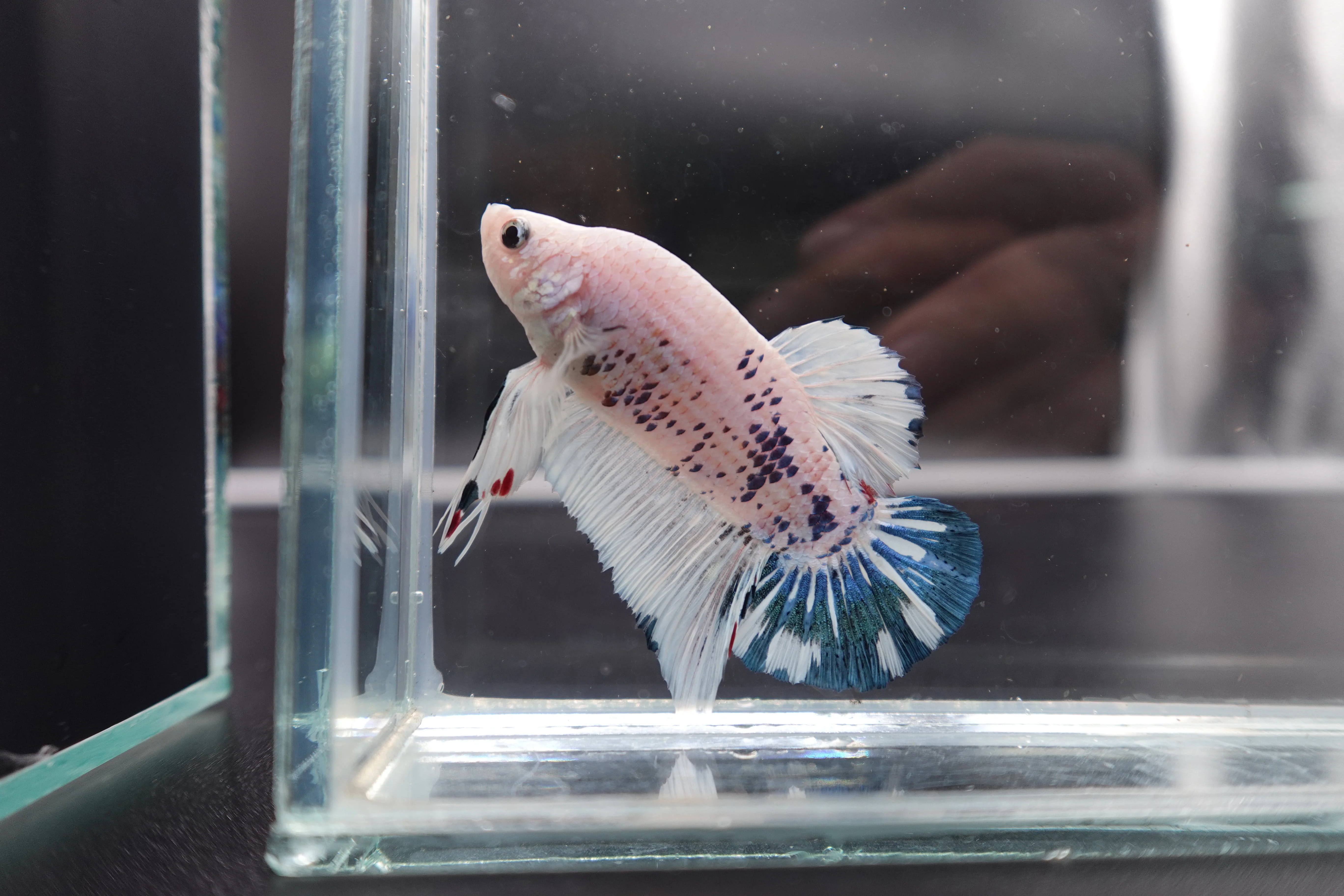 Rare Giant Multicolors Betta Fish (Male) - Image 2