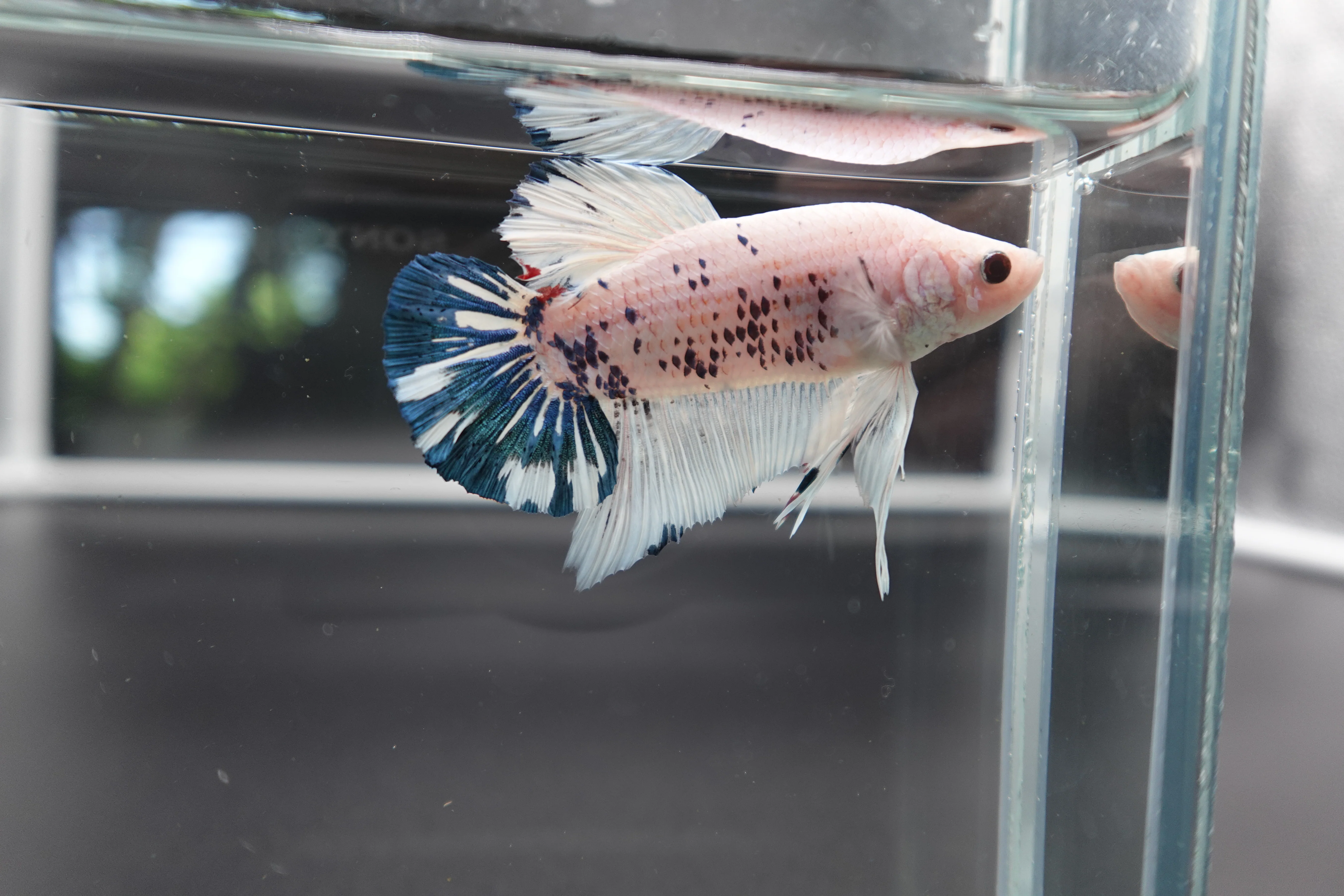 Rare Giant Multicolors Betta Fish (Male) - Image 3