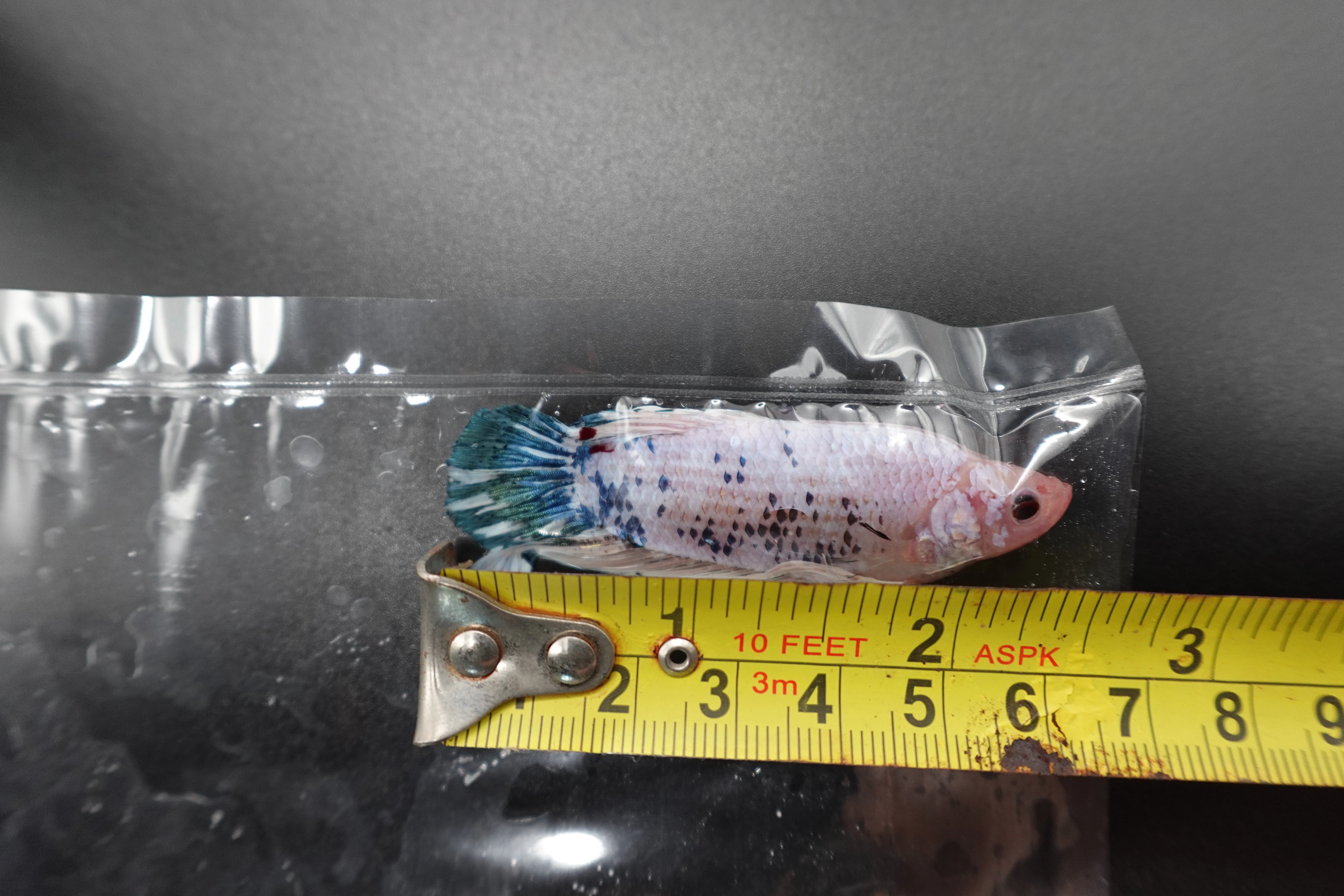 Rare Giant Multicolors Betta Fish (Male) - Image 4