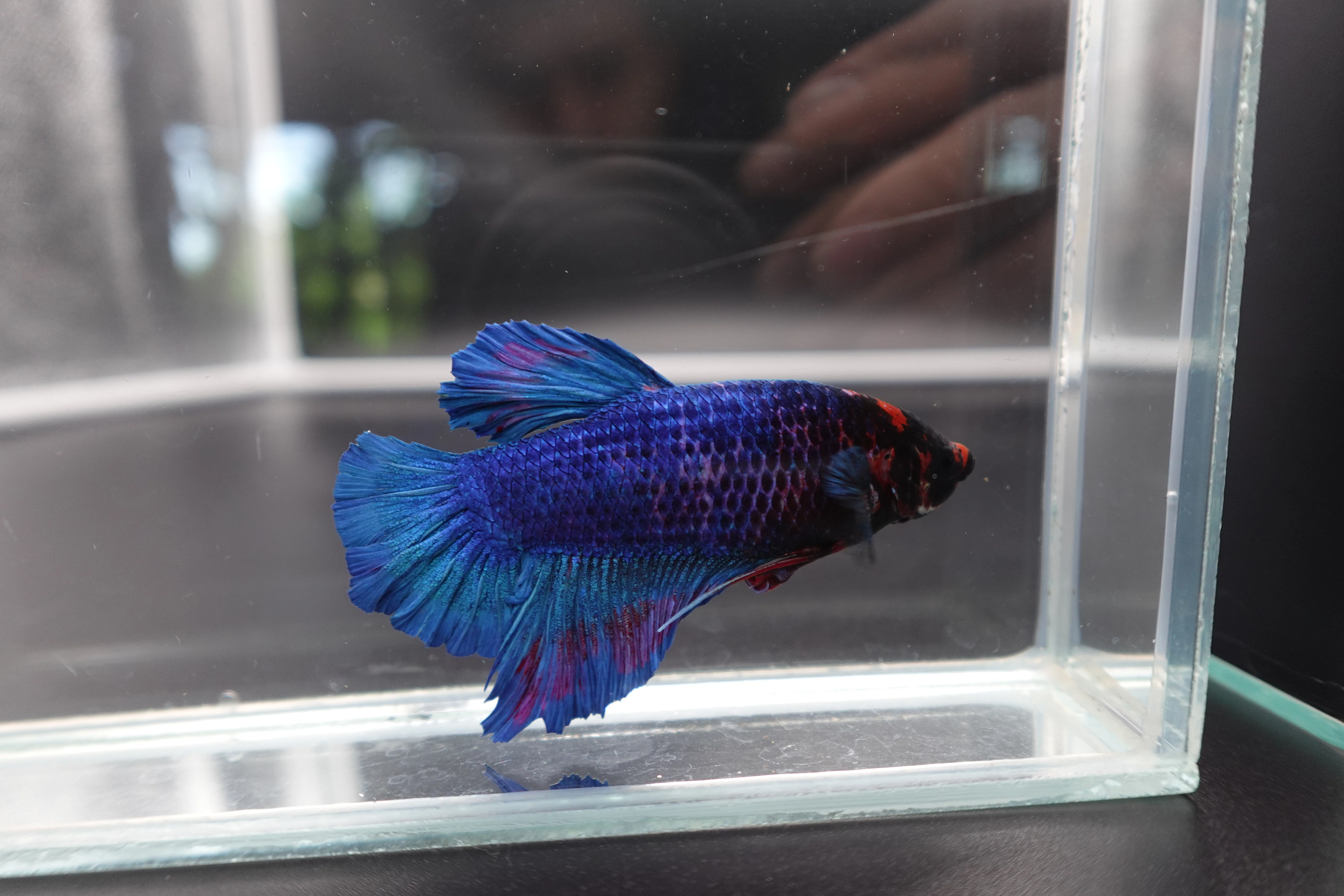 Rare Giant Multicolors Betta Fish (Male) - Image 2