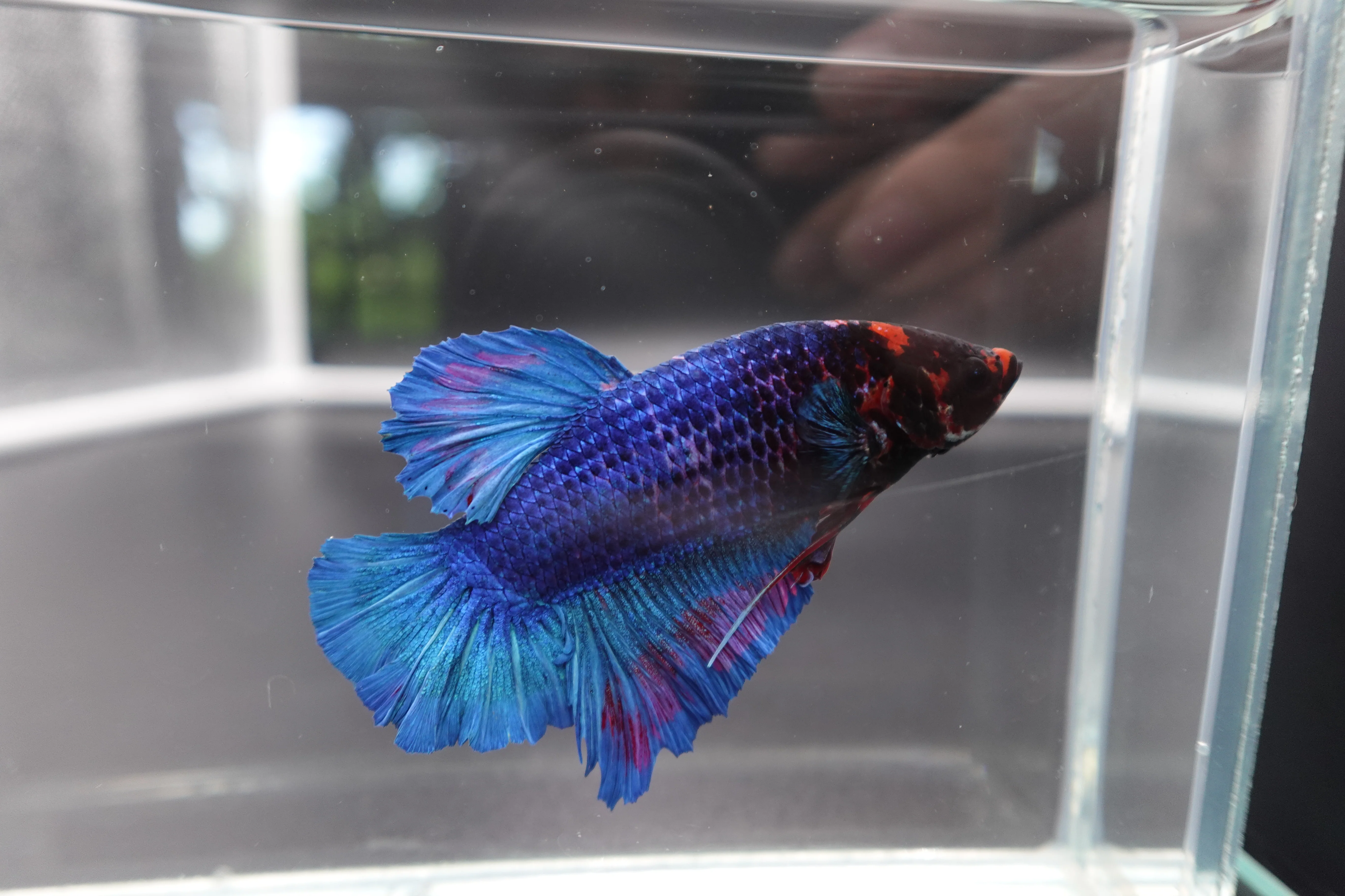 Rare Giant Multicolors Betta Fish (Male) - Image 3