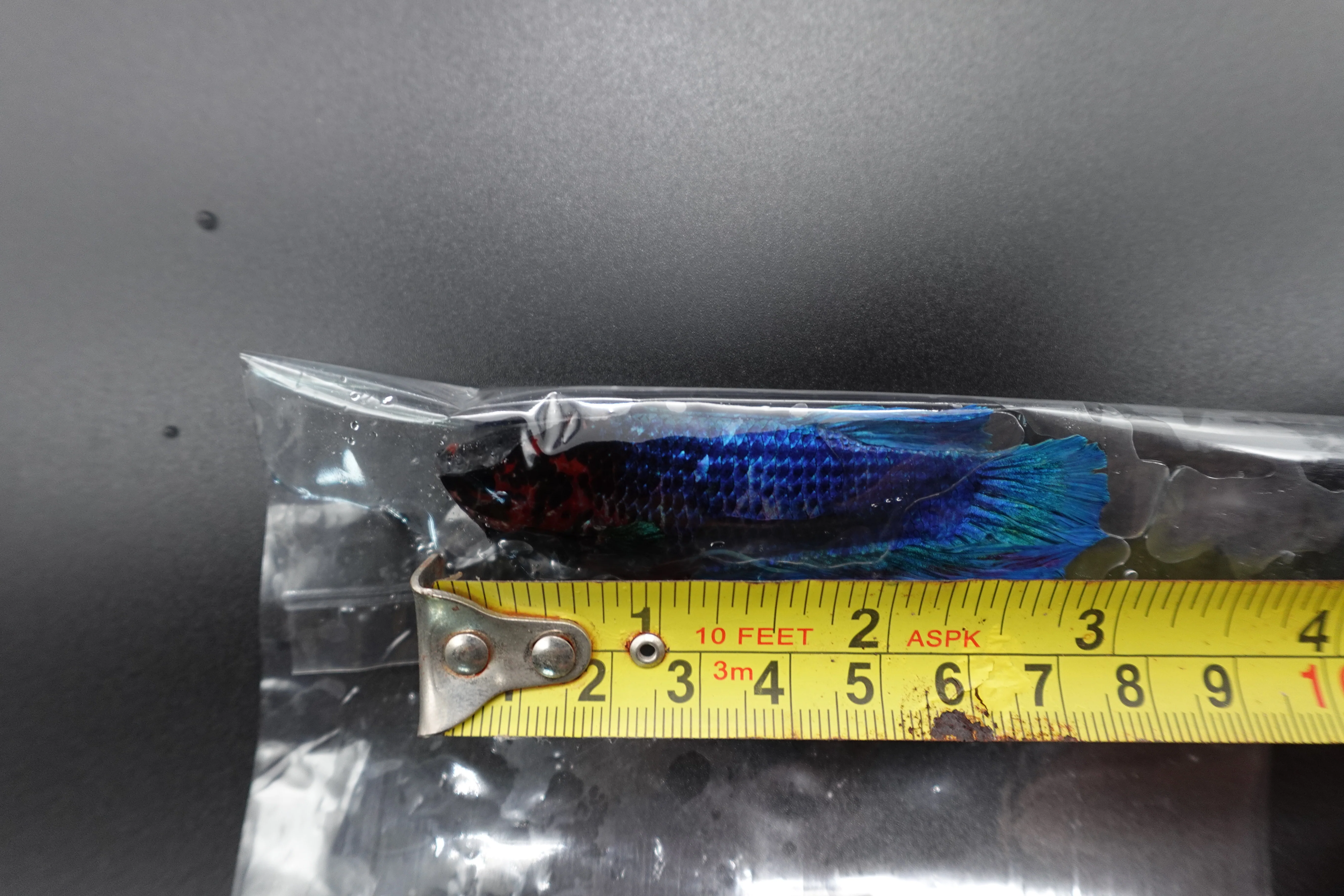 Rare Giant Multicolors Betta Fish (Male) - Image 4