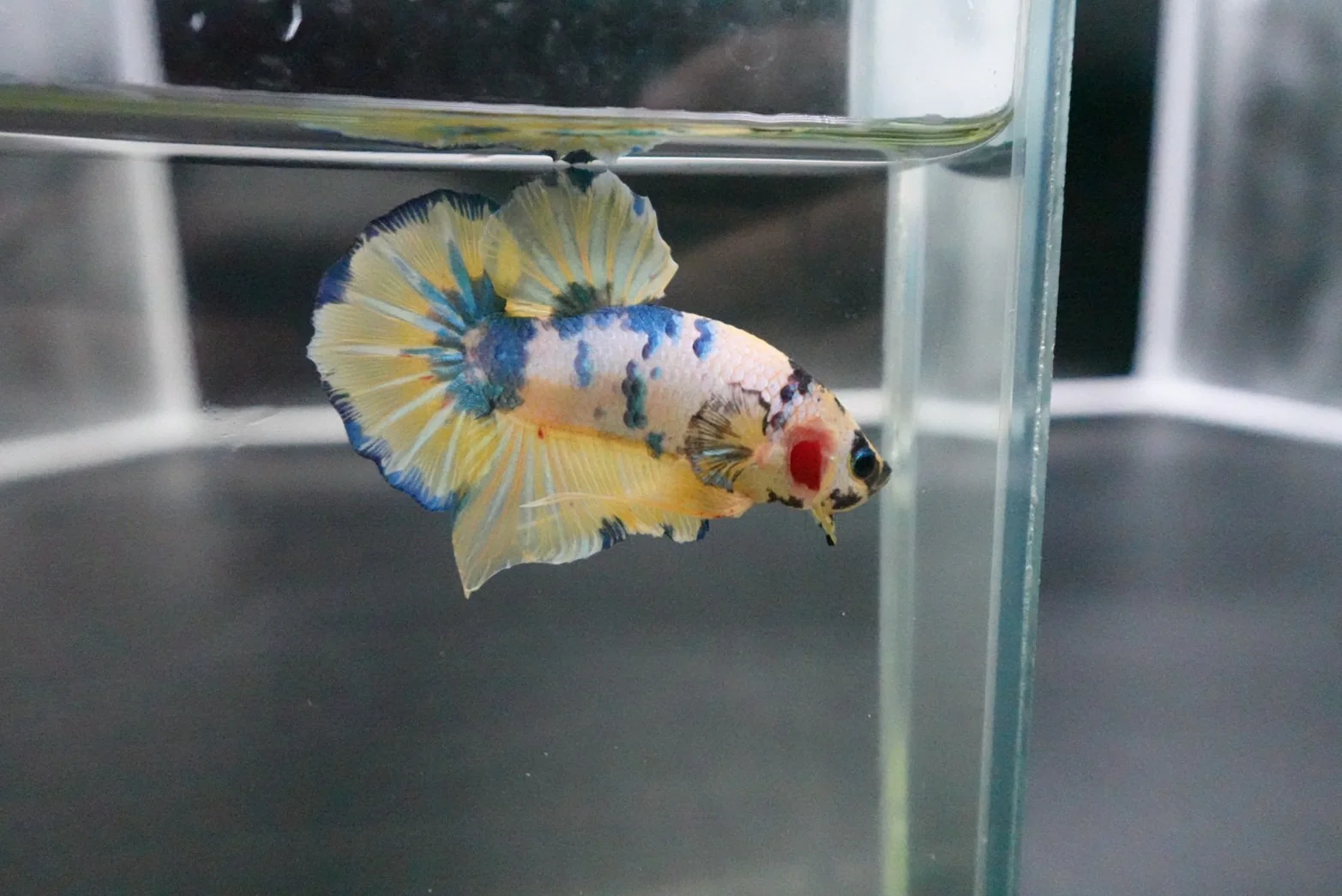 Rare Giant Multicolors Betta Fish (Male) - Image 2