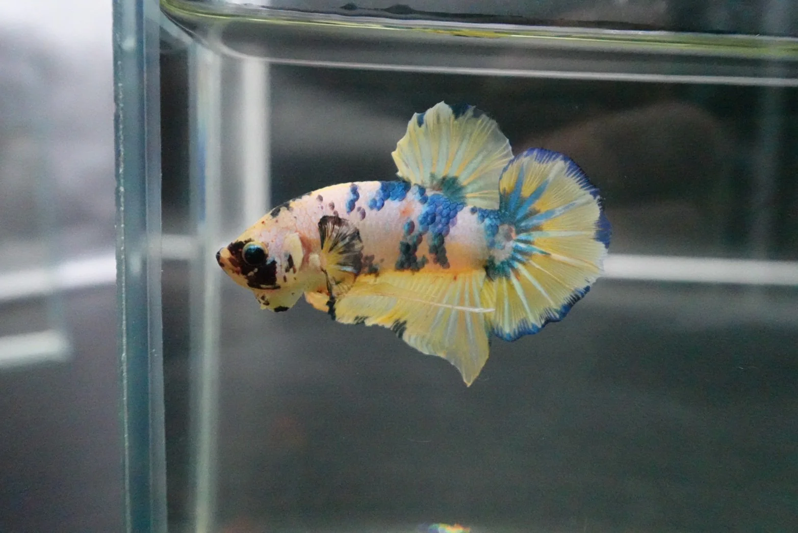 Rare Giant Multicolors Betta Fish (Male) - Image 3