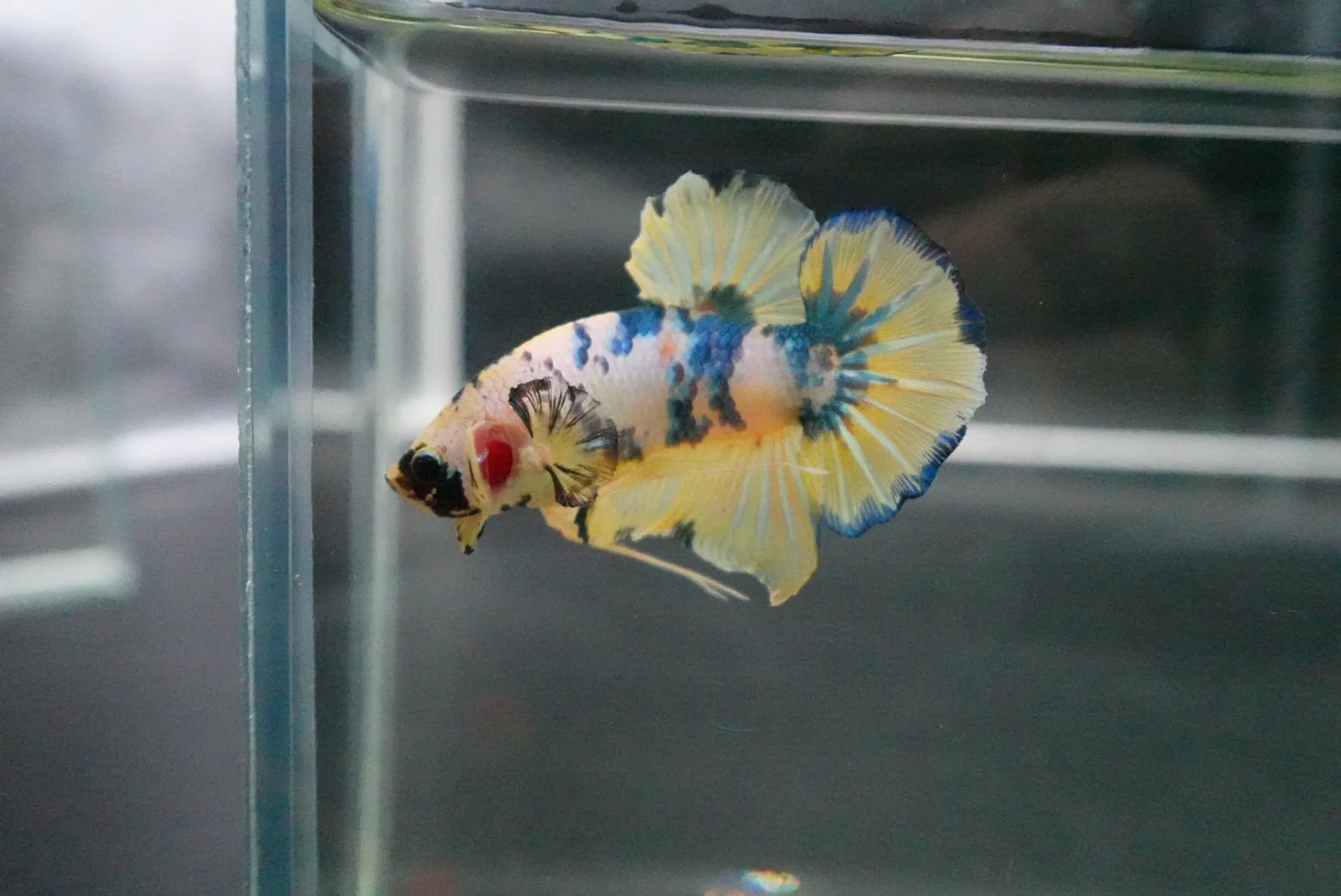 Rare Giant Multicolors Betta Fish (Male) - Image 4