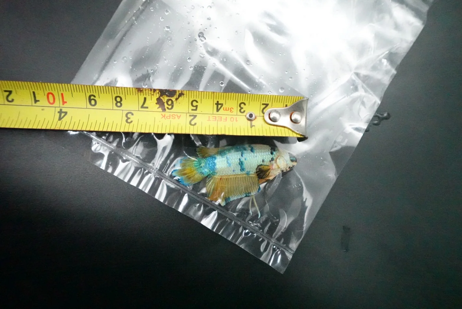 Rare Giant Multicolors Betta Fish (Male) - Image 5