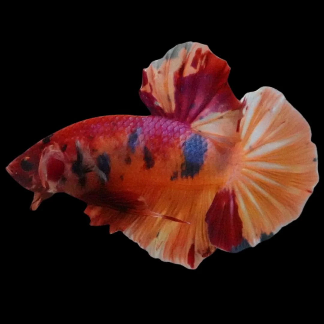 Rare Giant Multicolors Betta Fish (Male)