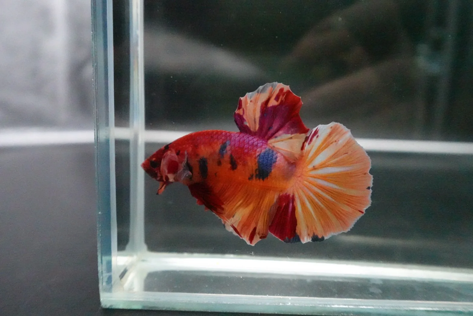 Rare Giant Multicolors Betta Fish (Male) - Image 2