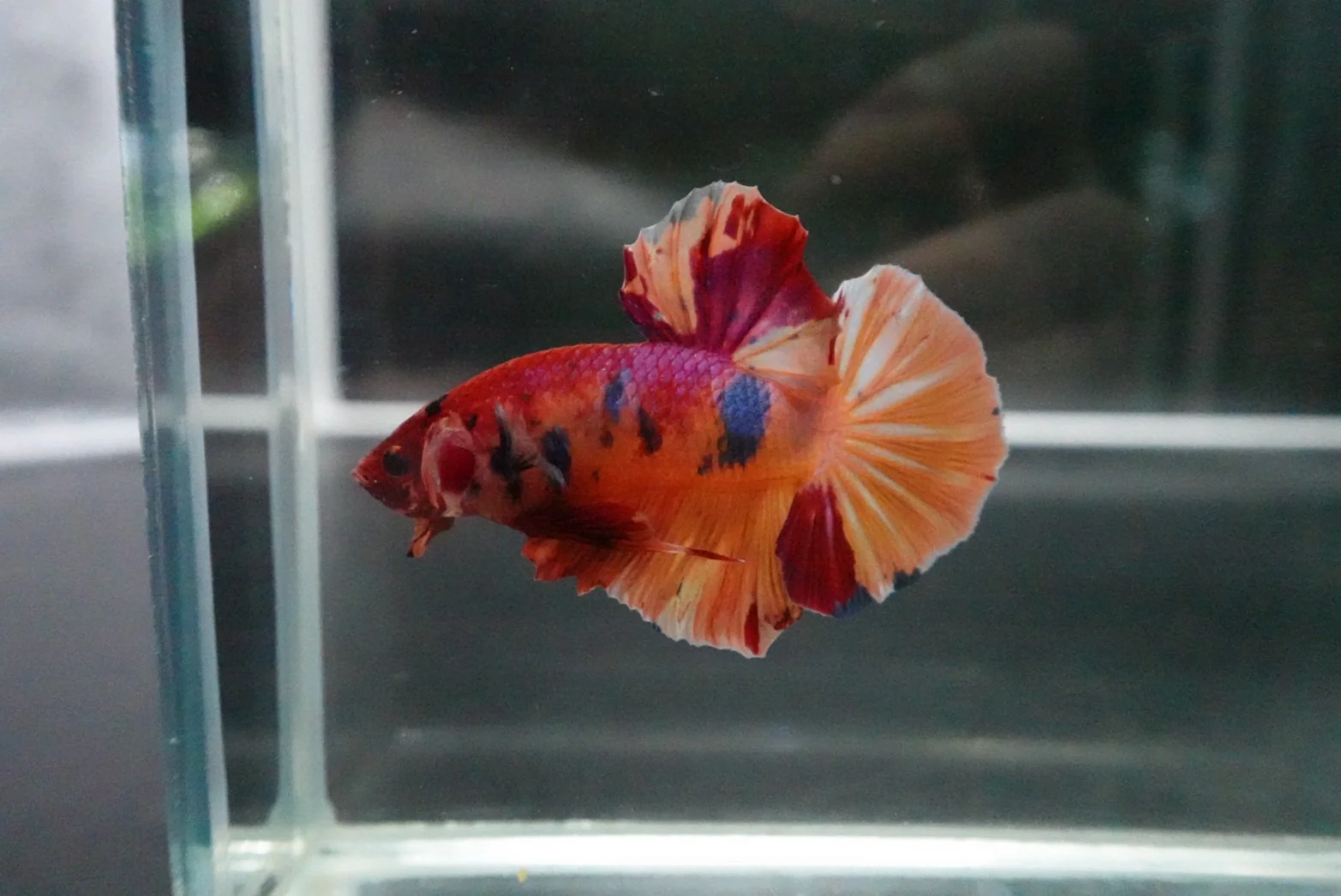 Rare Giant Multicolors Betta Fish (Male) - Image 3