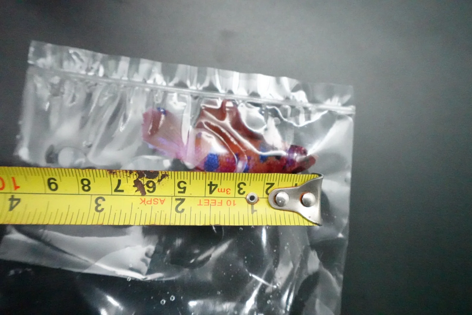 Rare Giant Multicolors Betta Fish (Male) - Image 4