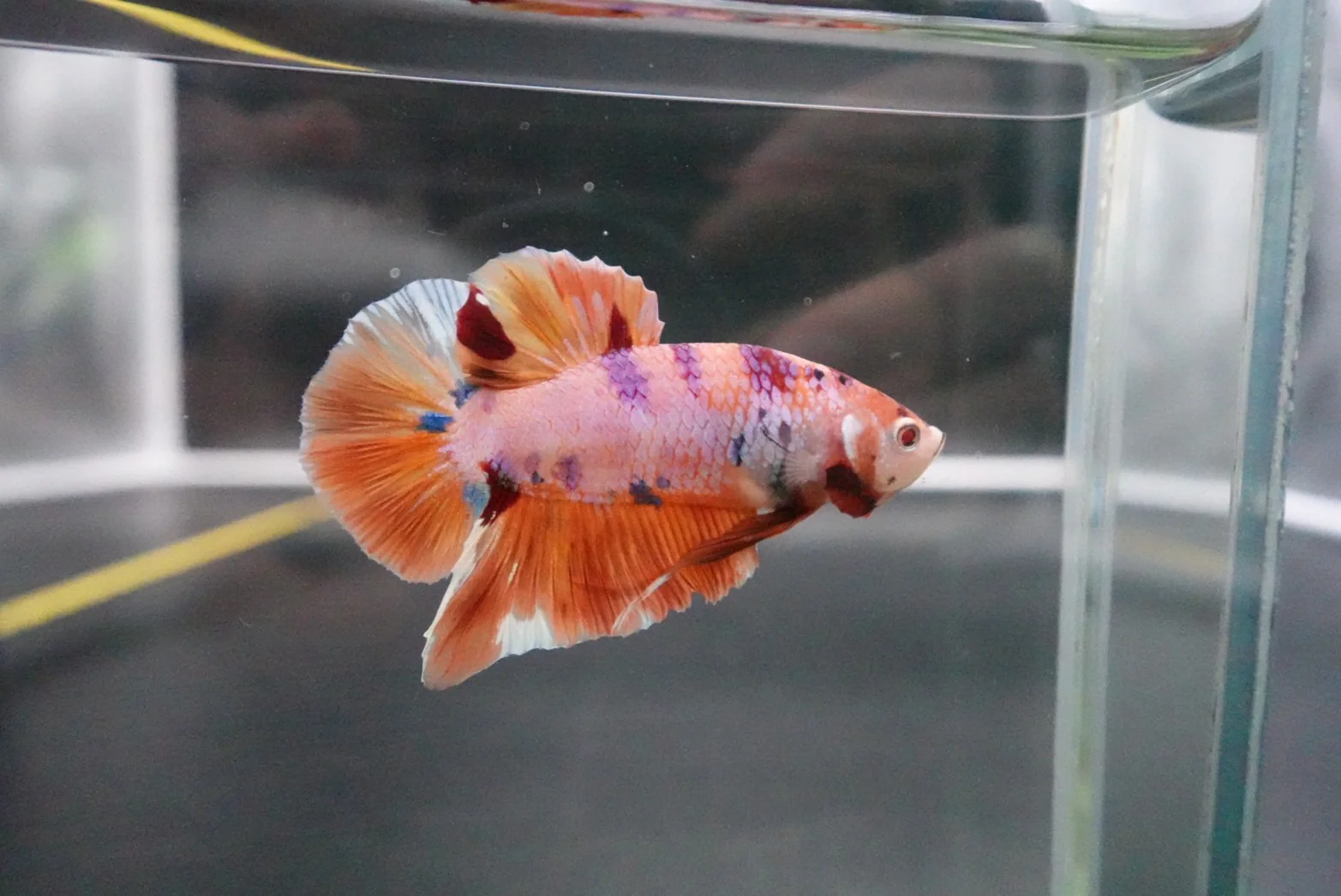 Rare Giant Multicolors Betta Fish (Male) - Image 2