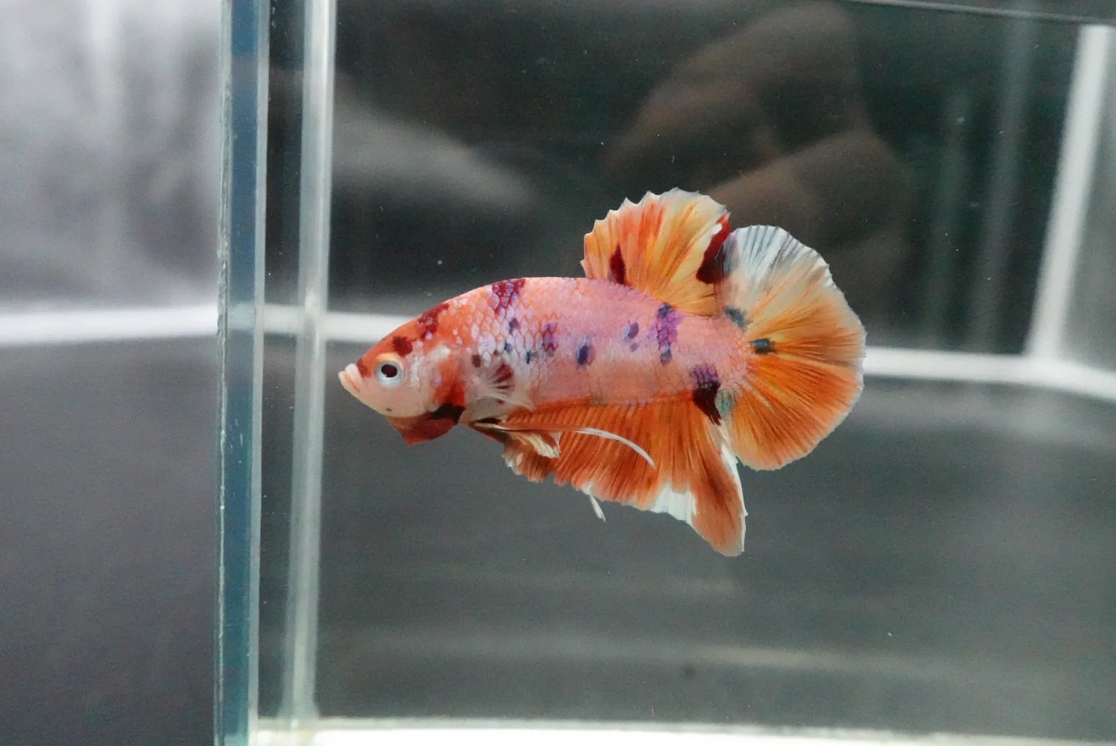 Rare Giant Multicolors Betta Fish (Male) - Image 3