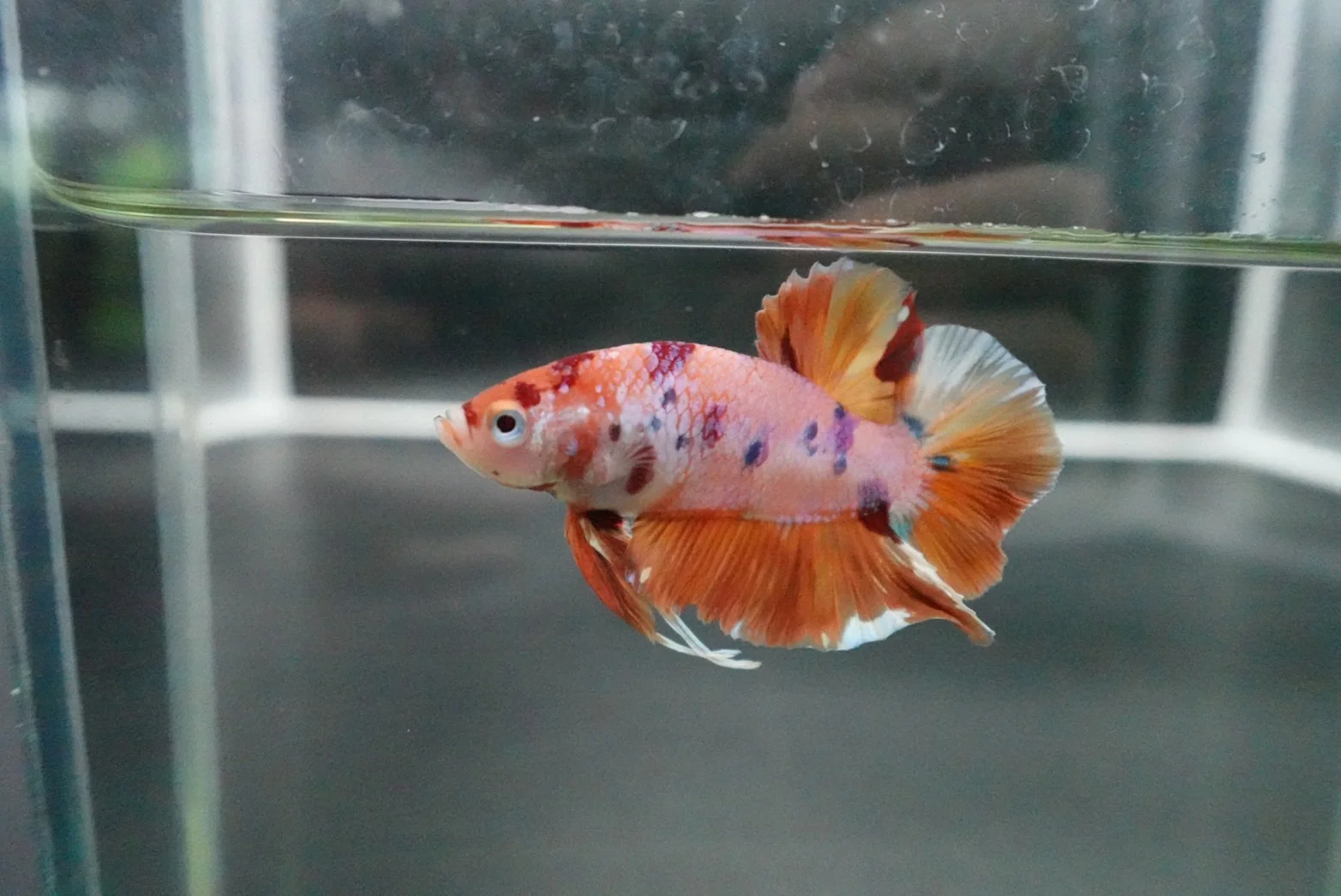 Rare Giant Multicolors Betta Fish (Male) - Image 4