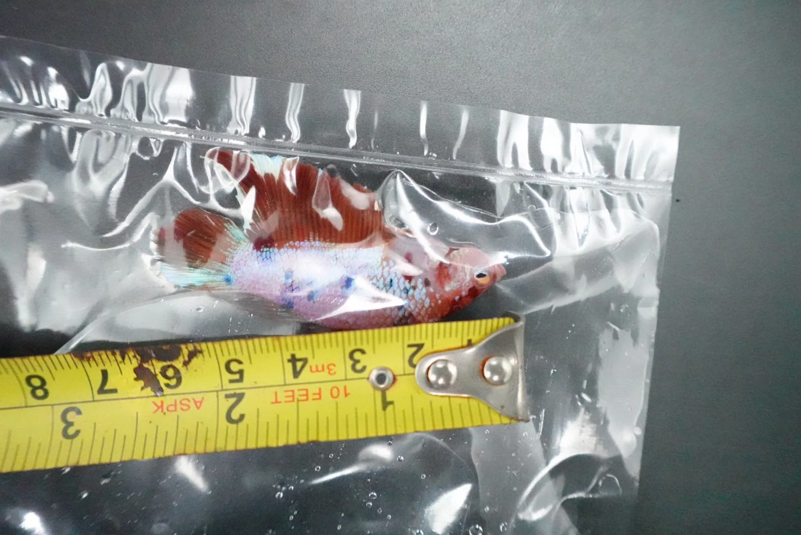 Rare Giant Multicolors Betta Fish (Male) - Image 5