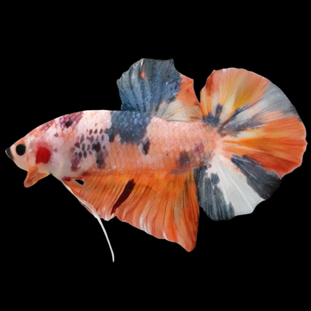 Rare Giant Multicolors Betta Fish (Male)