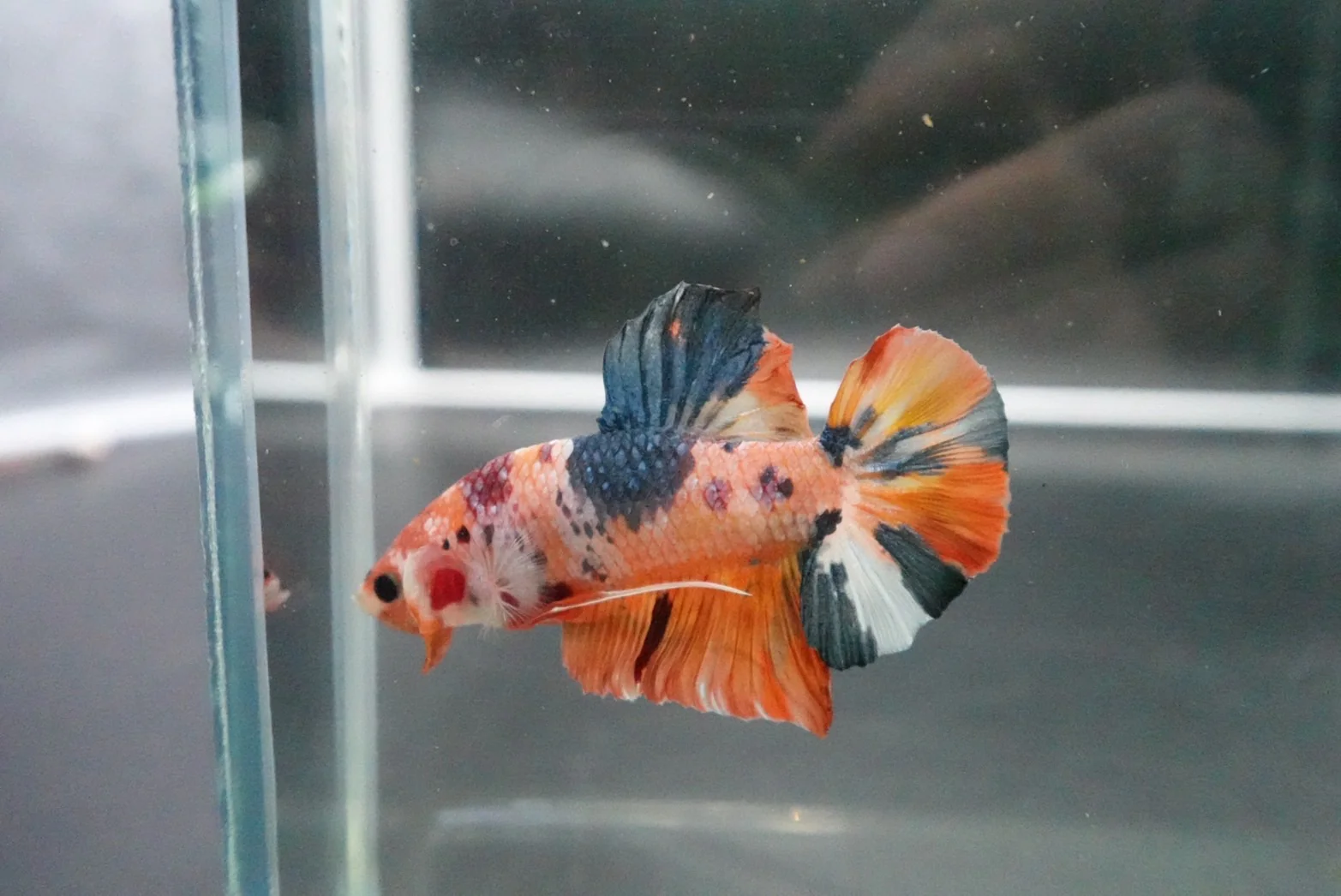 Rare Giant Multicolors Betta Fish (Male) - Image 2