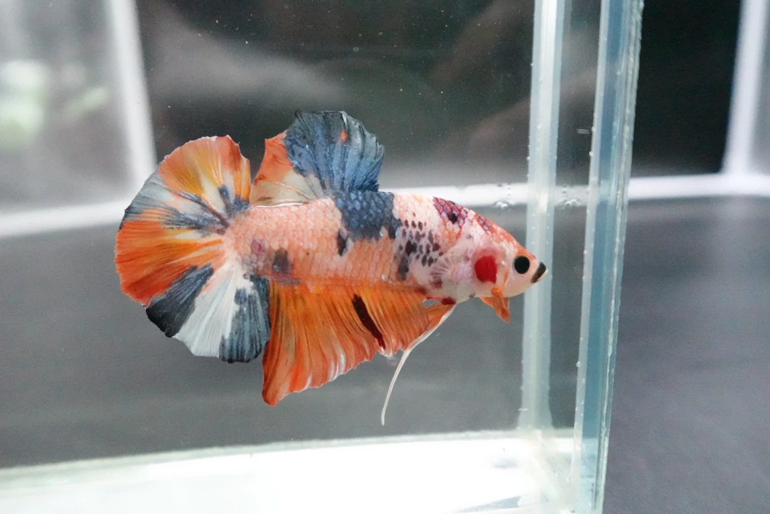 Rare Giant Multicolors Betta Fish (Male) - Image 3