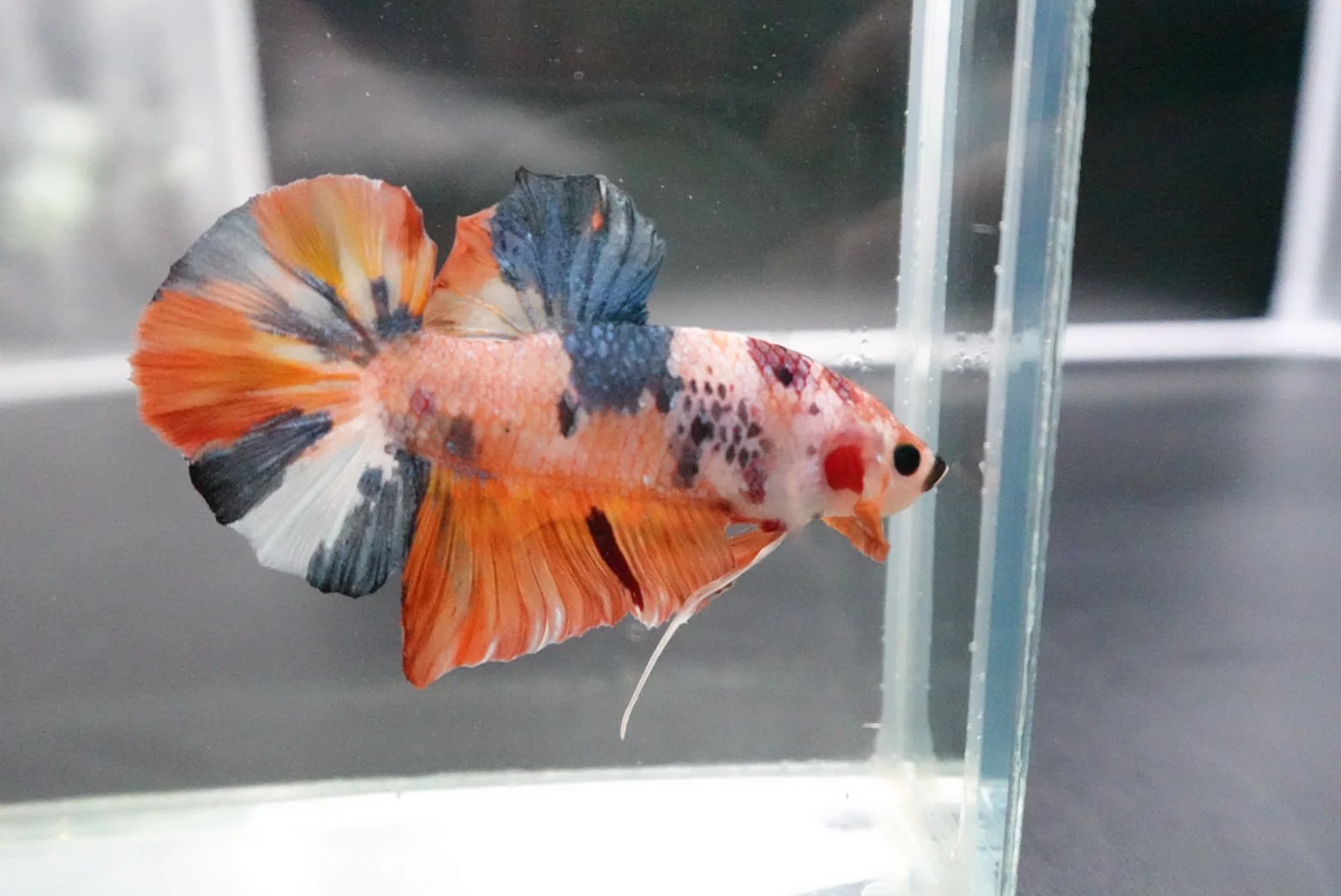 Rare Giant Multicolors Betta Fish (Male) - Image 4