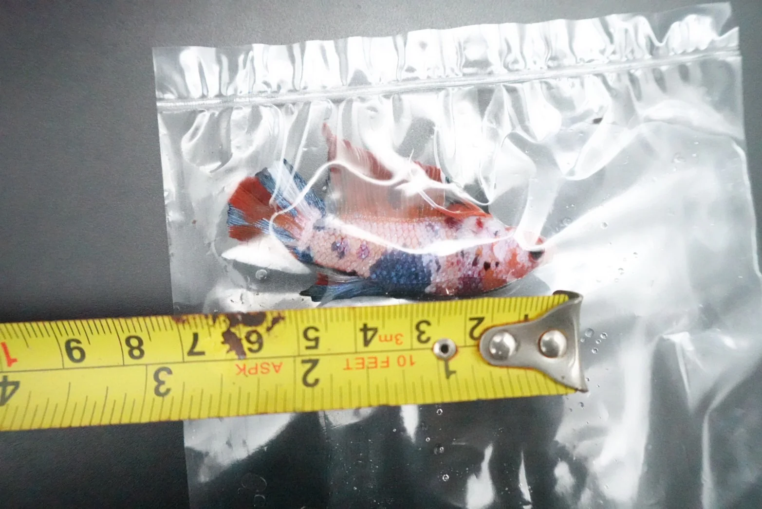 Rare Giant Multicolors Betta Fish (Male) - Image 5