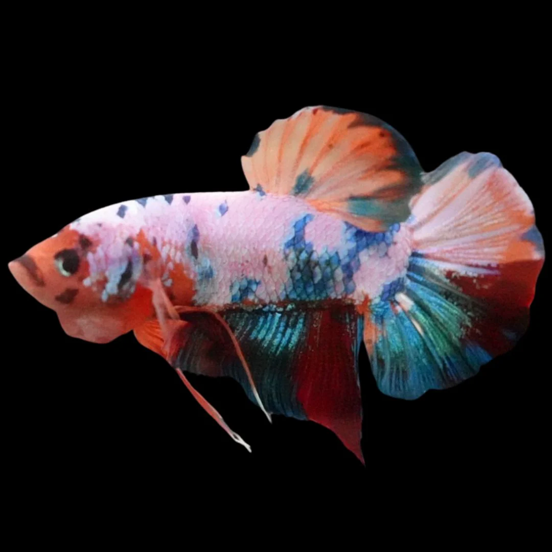 Rare Giant Multicolors Betta Fish (Male)