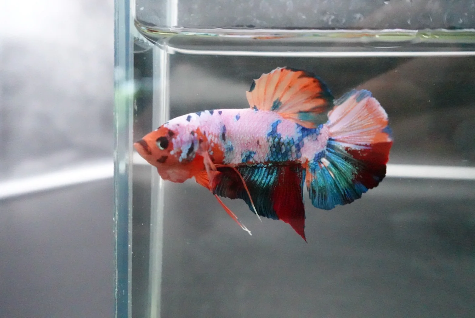 Rare Giant Multicolors Betta Fish (Male) - Image 2
