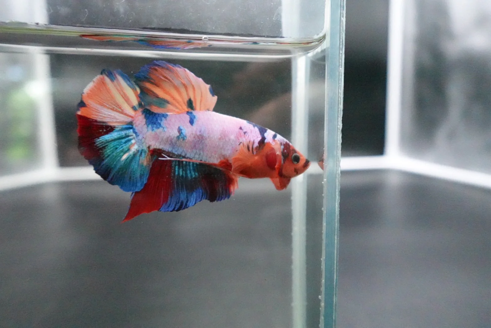 Rare Giant Multicolors Betta Fish (Male) - Image 3