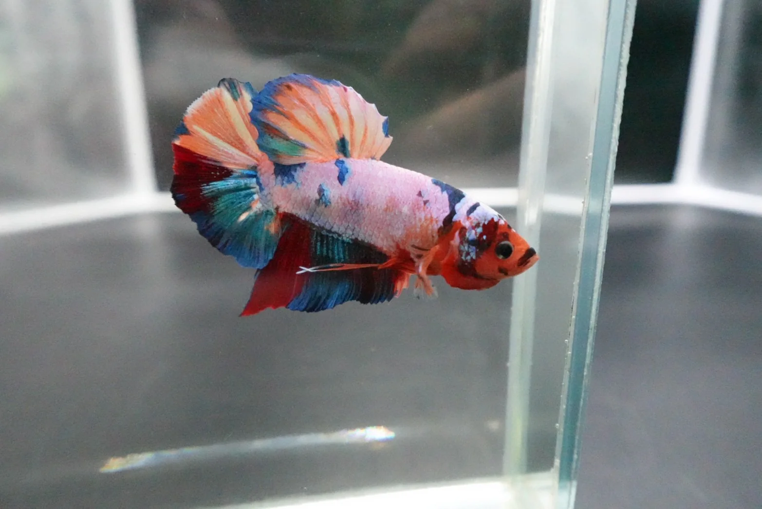 Rare Giant Multicolors Betta Fish (Male) - Image 4