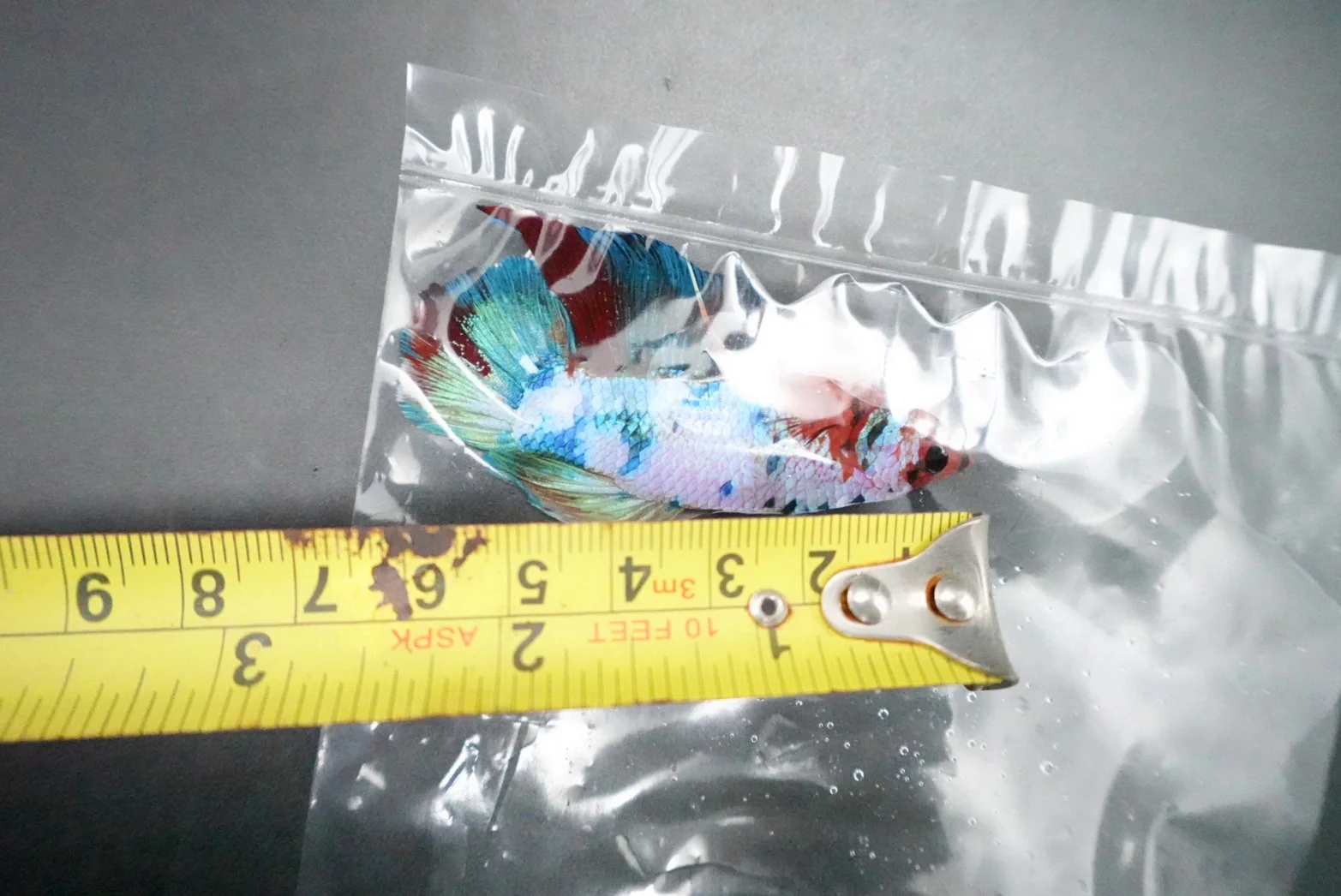 Rare Giant Multicolors Betta Fish (Male) - Image 5