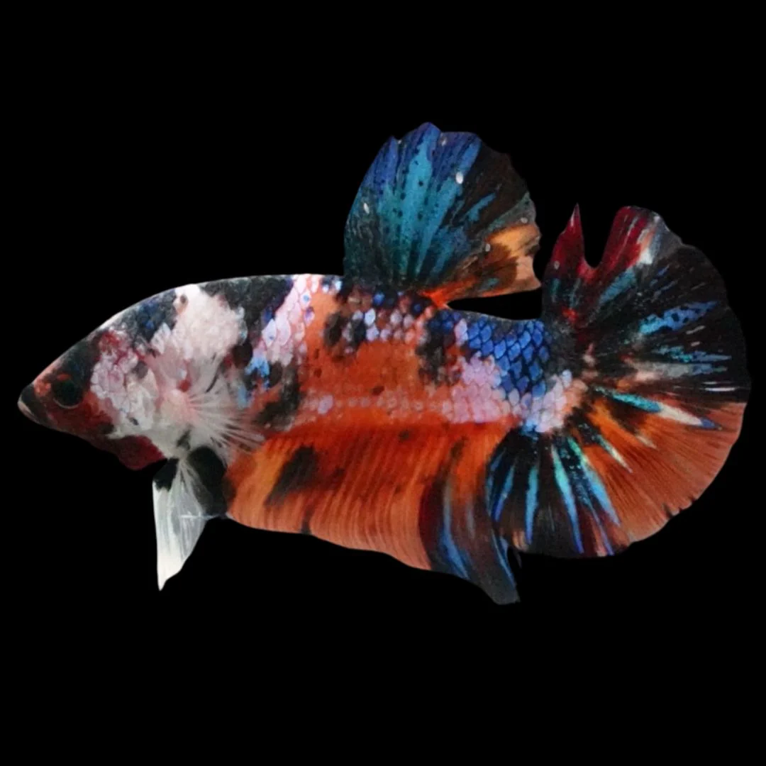 Rare Giant Multicolors Betta Fish (Male)