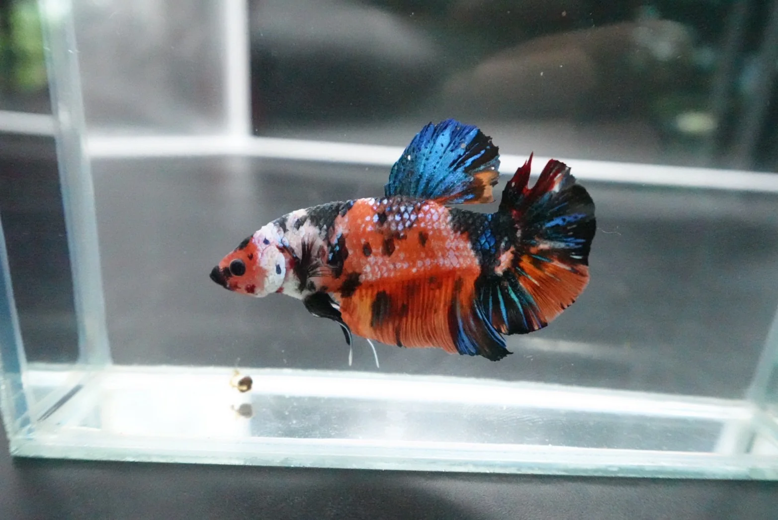 Rare Giant Multicolors Betta Fish (Male) - Image 2