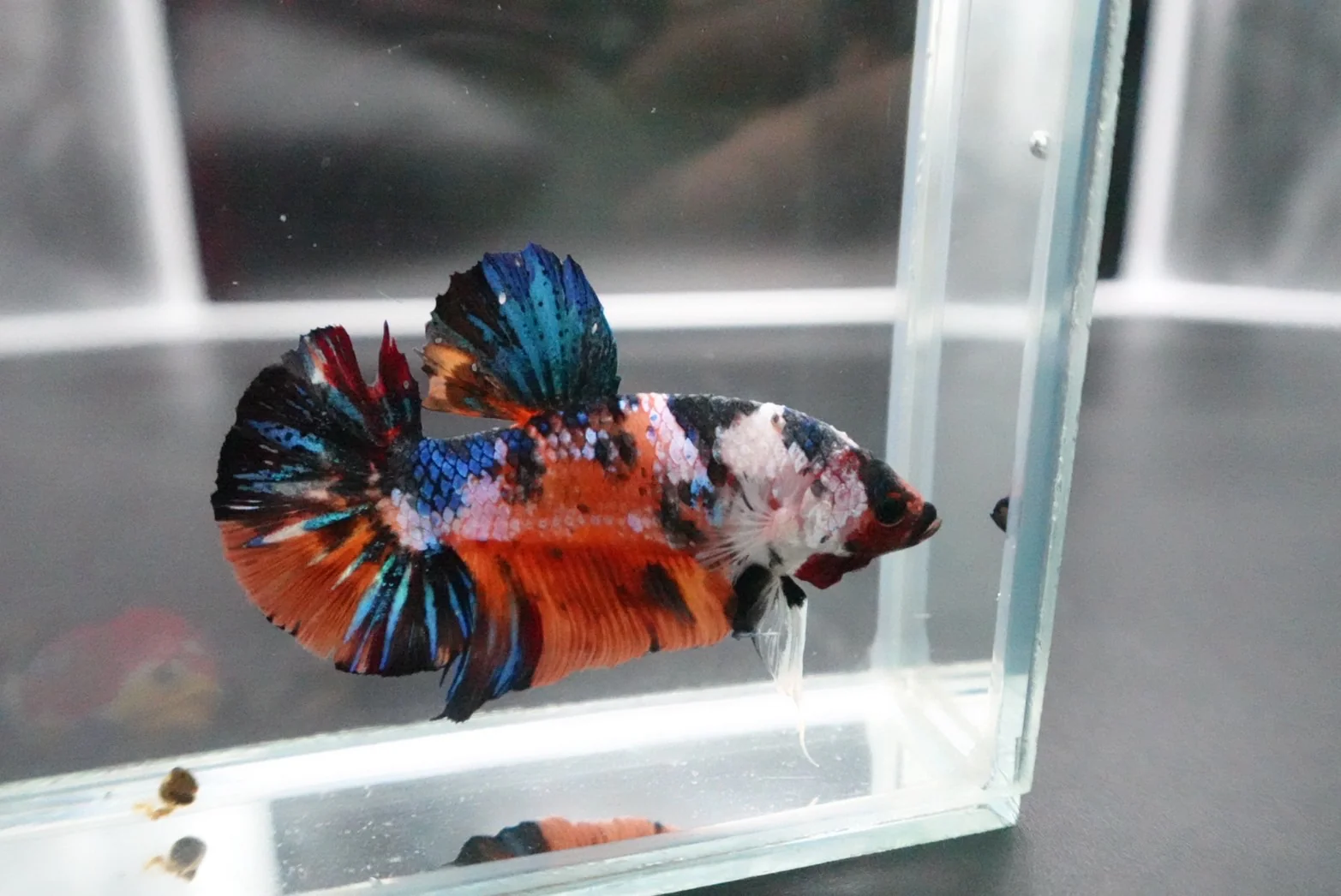 Rare Giant Multicolors Betta Fish (Male) - Image 3