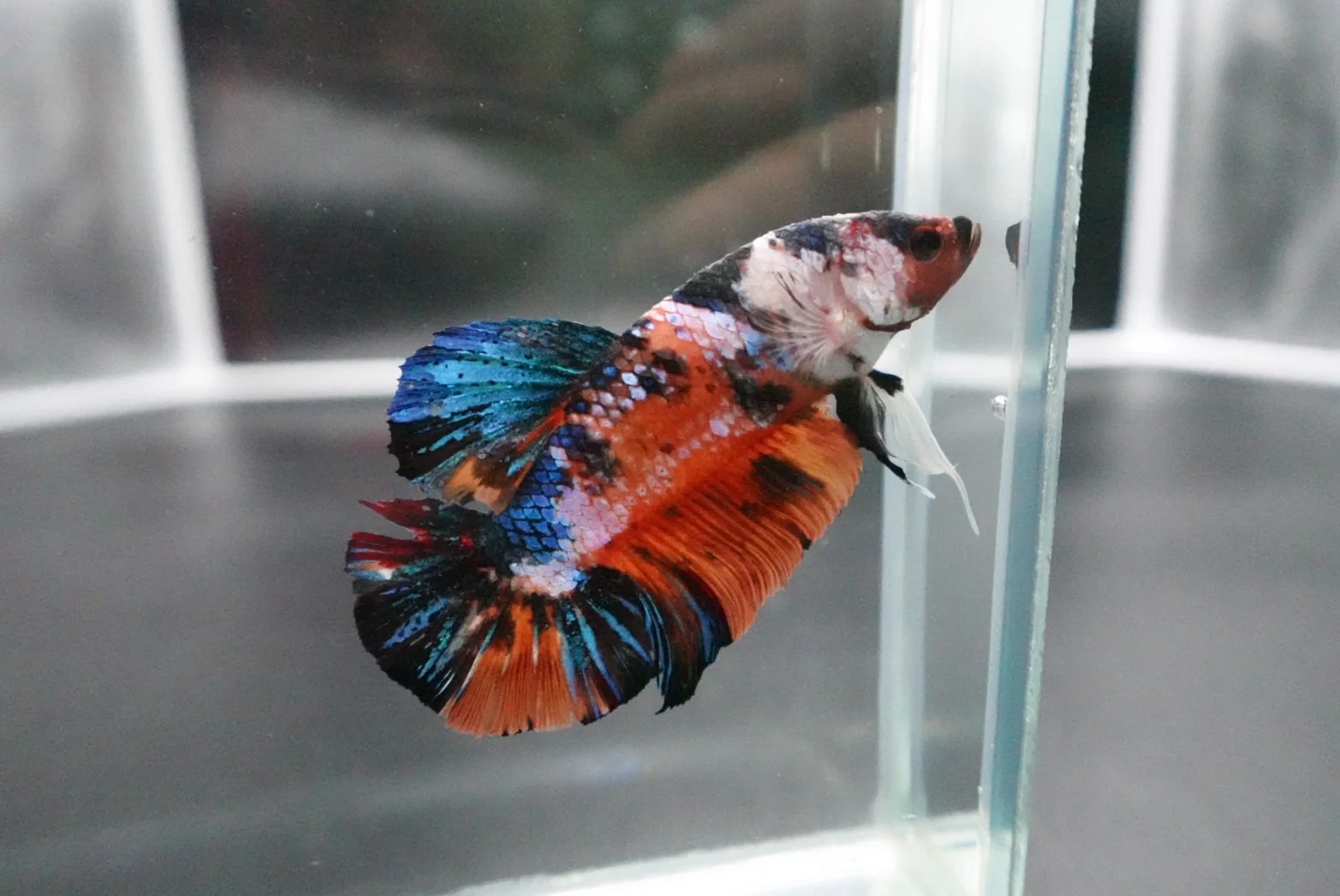 Rare Giant Multicolors Betta Fish (Male) - Image 4