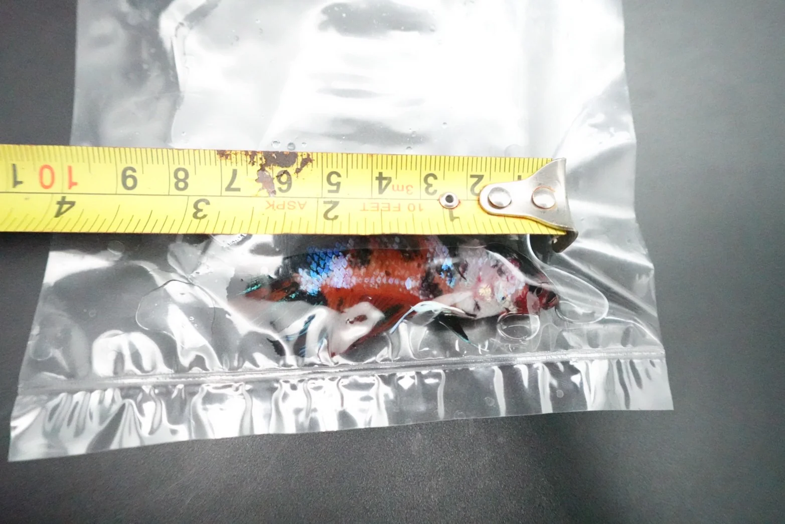 Rare Giant Multicolors Betta Fish (Male) - Image 5