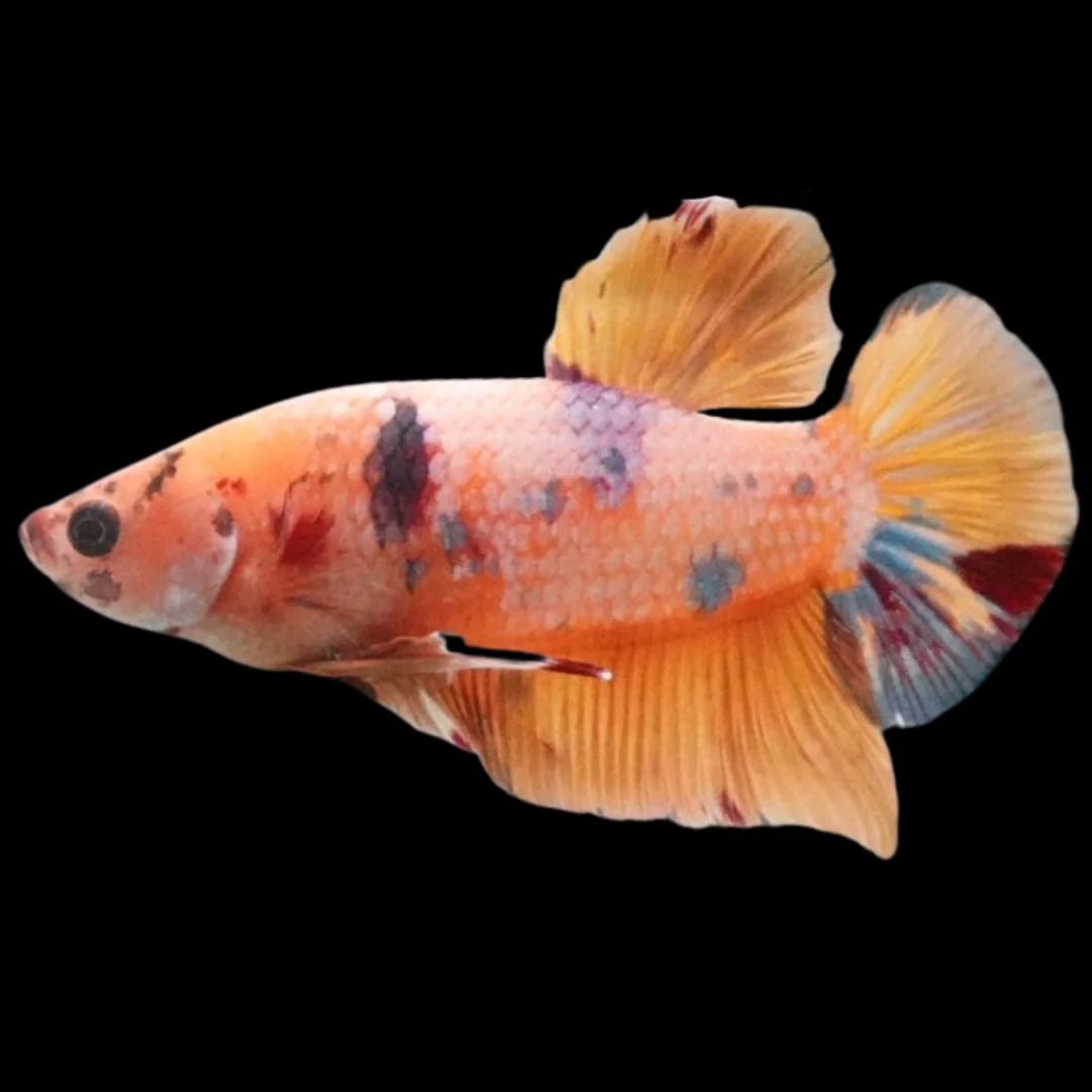 Rare Giant Multicolors Betta Fish (Male)