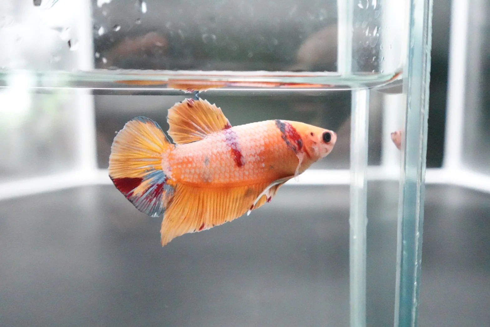 Rare Giant Multicolors Betta Fish (Male) - Image 2