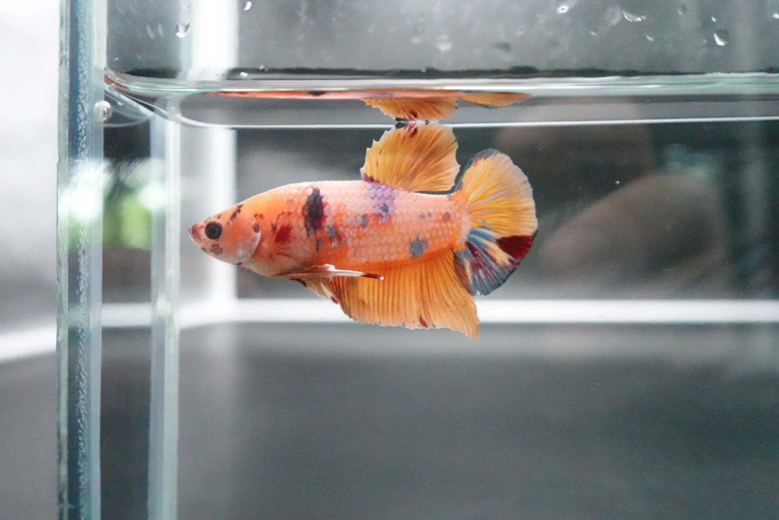 Rare Giant Multicolors Betta Fish (Male) - Image 3