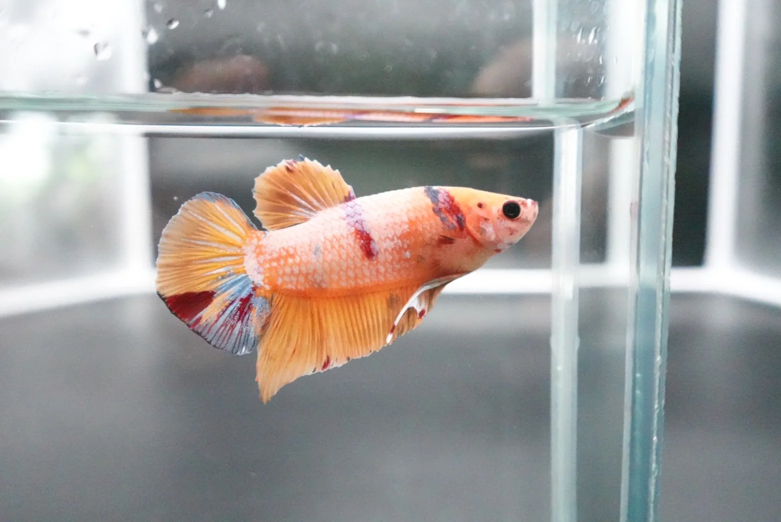 Rare Giant Multicolors Betta Fish (Male) - Image 4