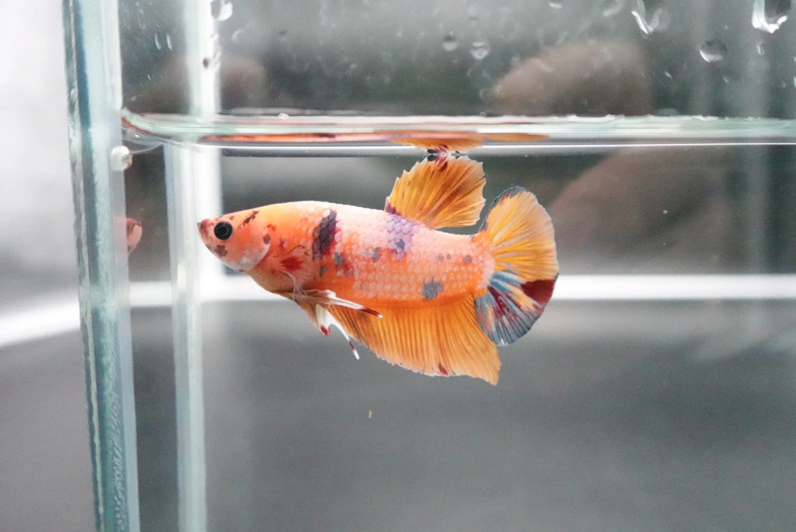 Rare Giant Multicolors Betta Fish (Male) - Image 5