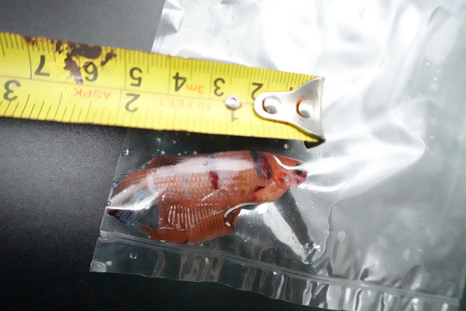 Rare Giant Multicolors Betta Fish (Male) - Image 6